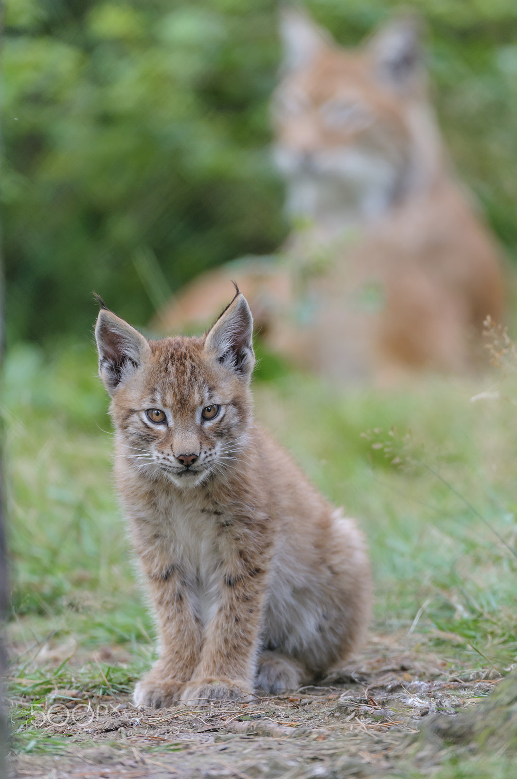 Nikon D300 sample photo. Eurasischer luchs ,lynx lynx, eurasian lynx photography