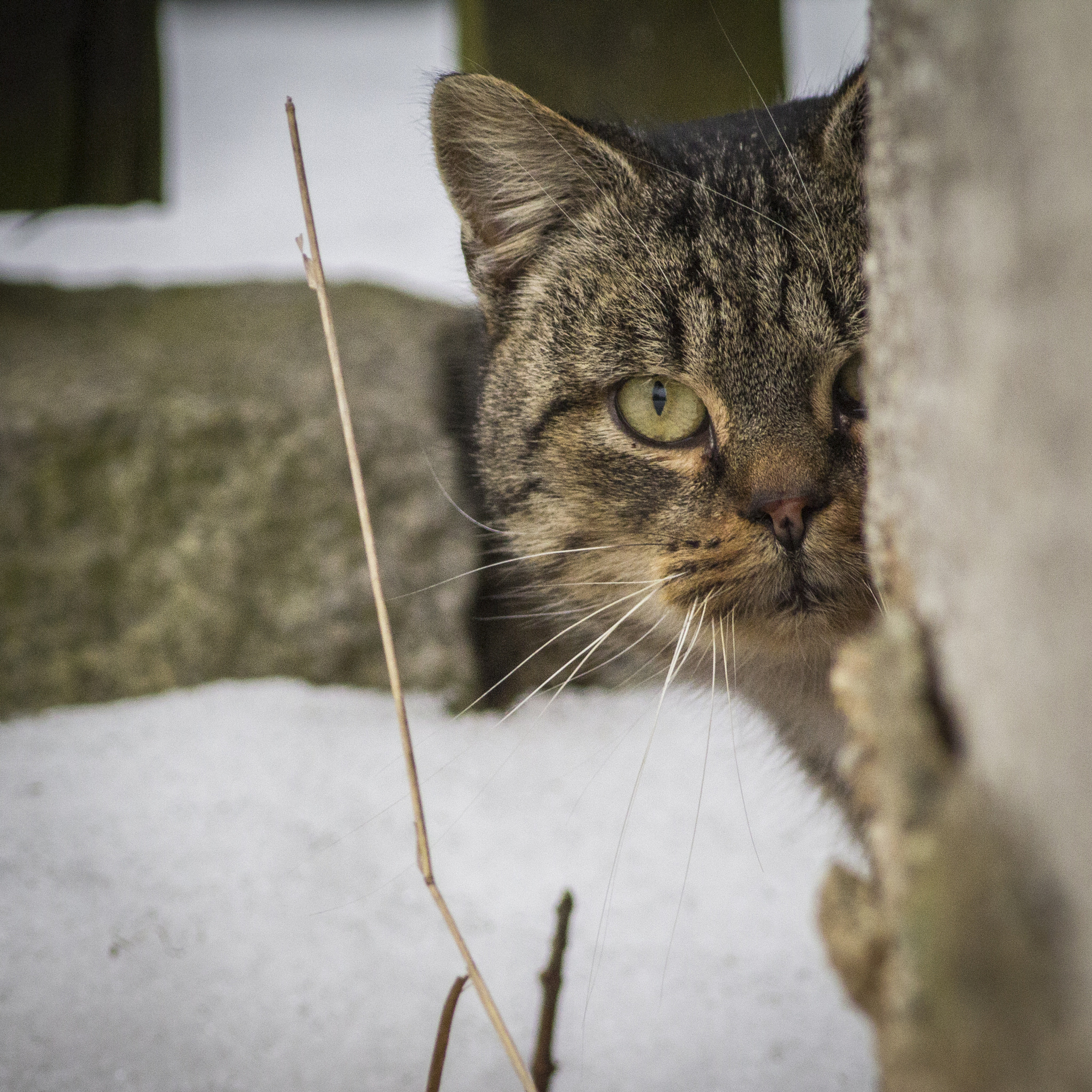 Canon EOS 600D (Rebel EOS T3i / EOS Kiss X5) + Canon EF 400mm F5.6L USM sample photo. Cat is watching you! photography