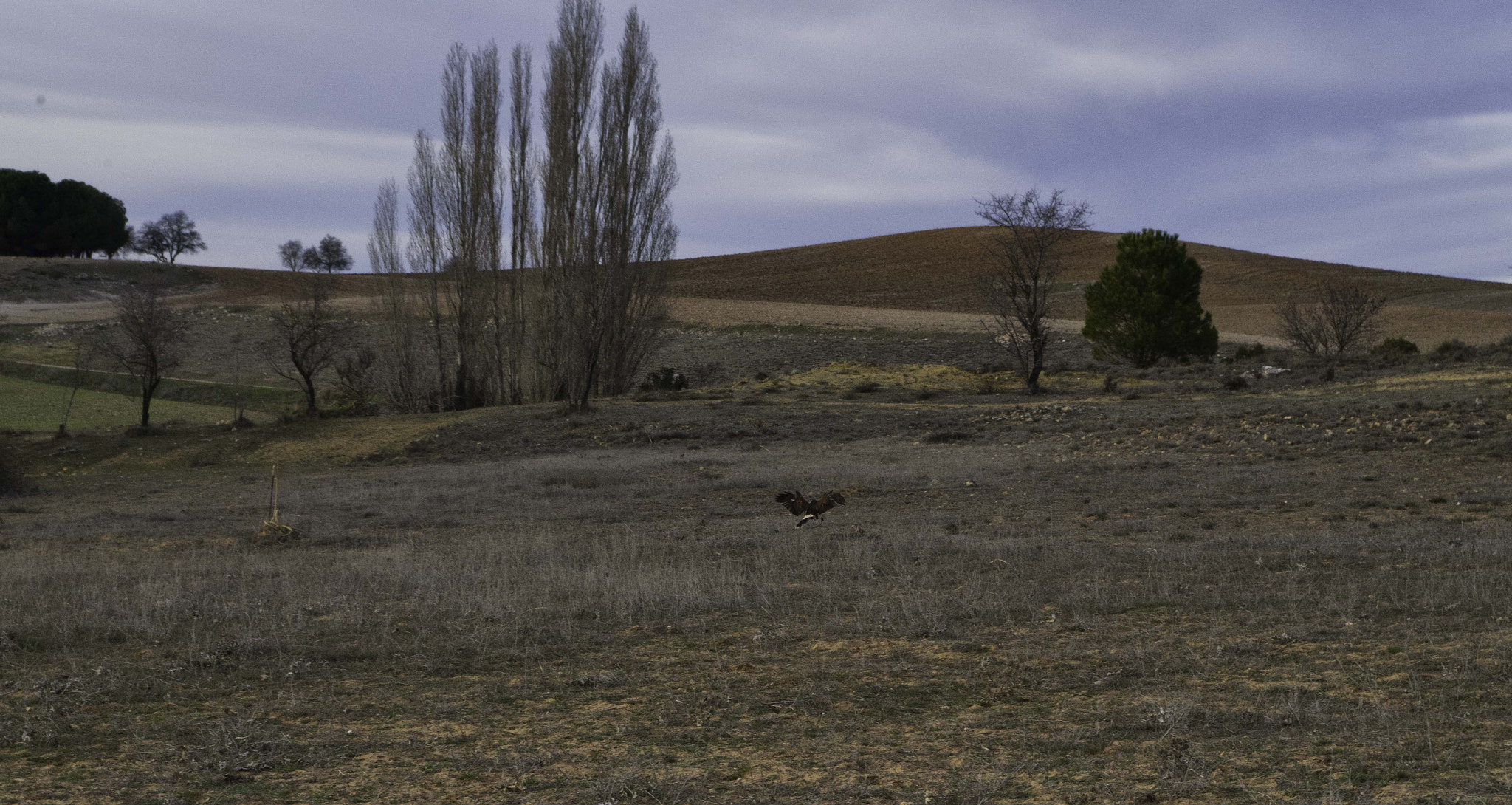Pentax K-500 sample photo. Spot for training hunting dogs photography