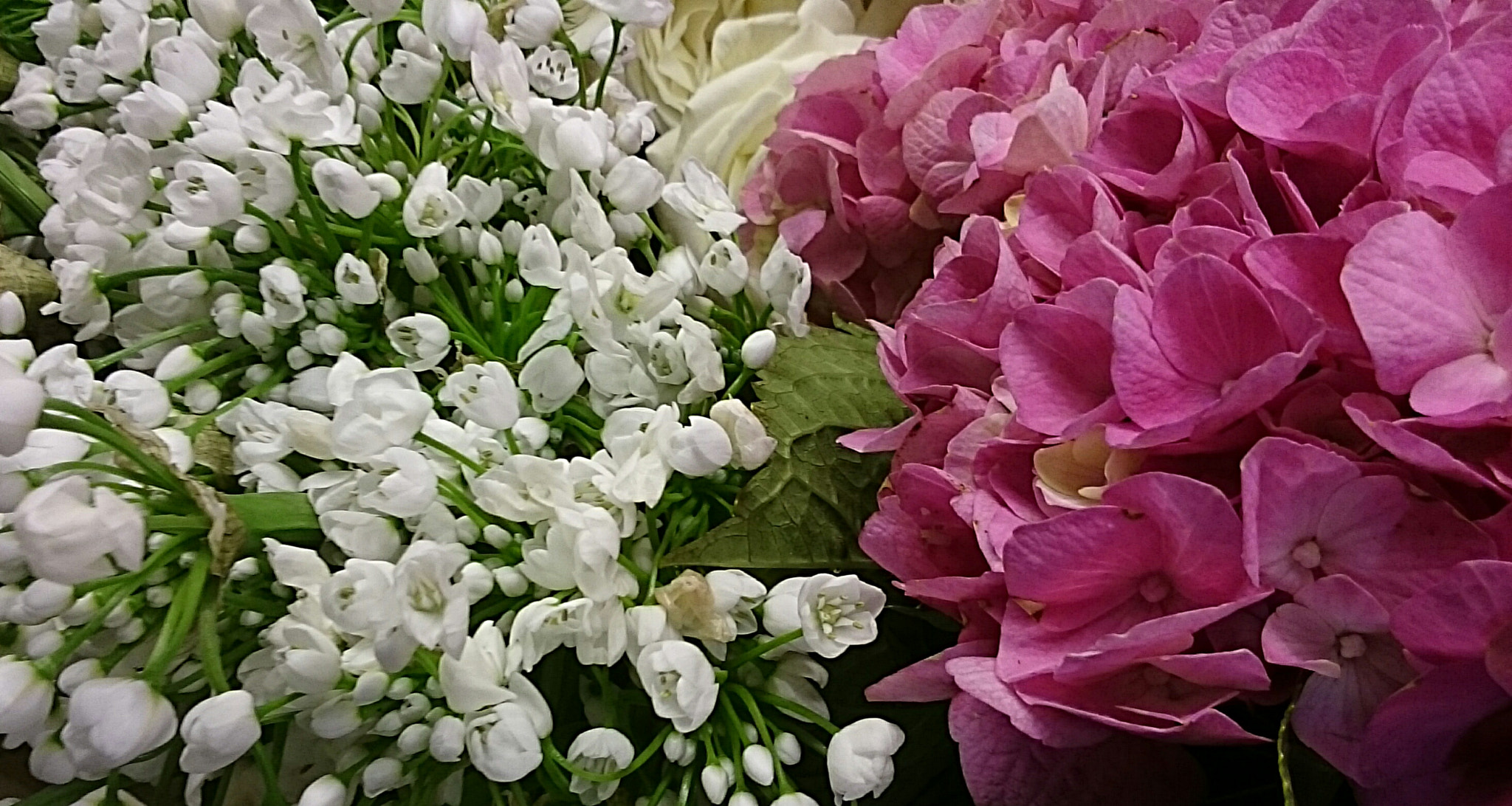 Sony Xperia Z Ultra sample photo