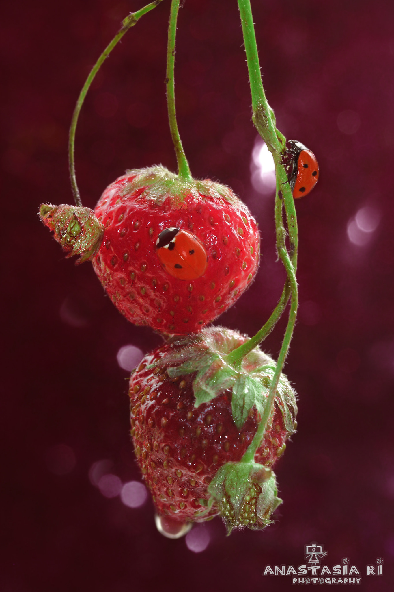 Canon EF 100mm F2.8 Macro USM sample photo. Strawberry passion photography