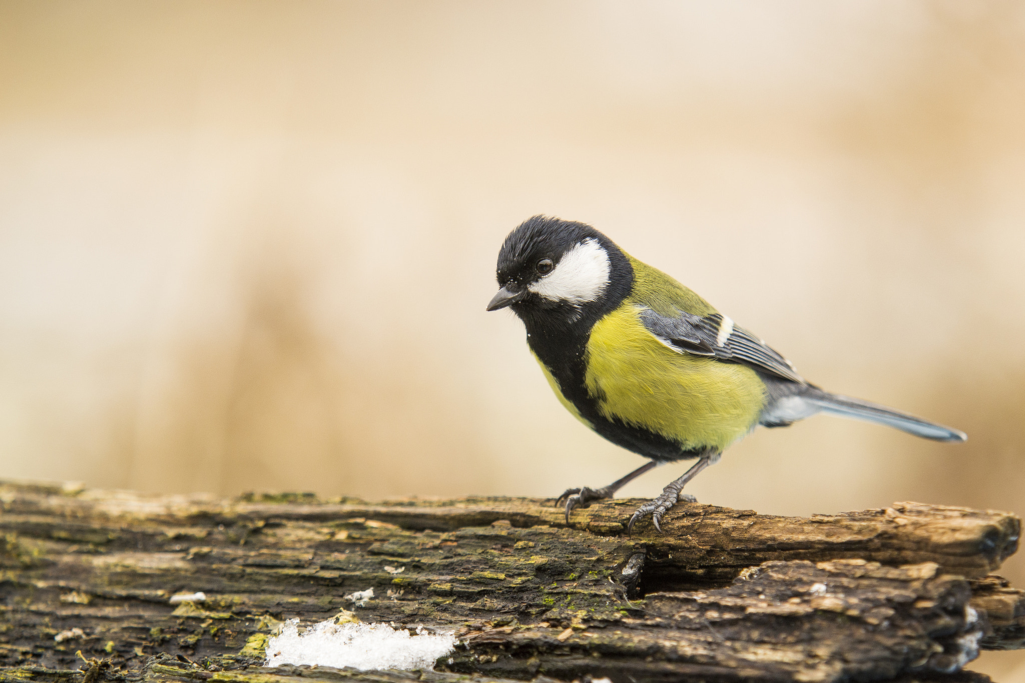 Nikon D3100 + Sigma APO 100-300mm F4 EX IF HSM sample photo. Great tit photography