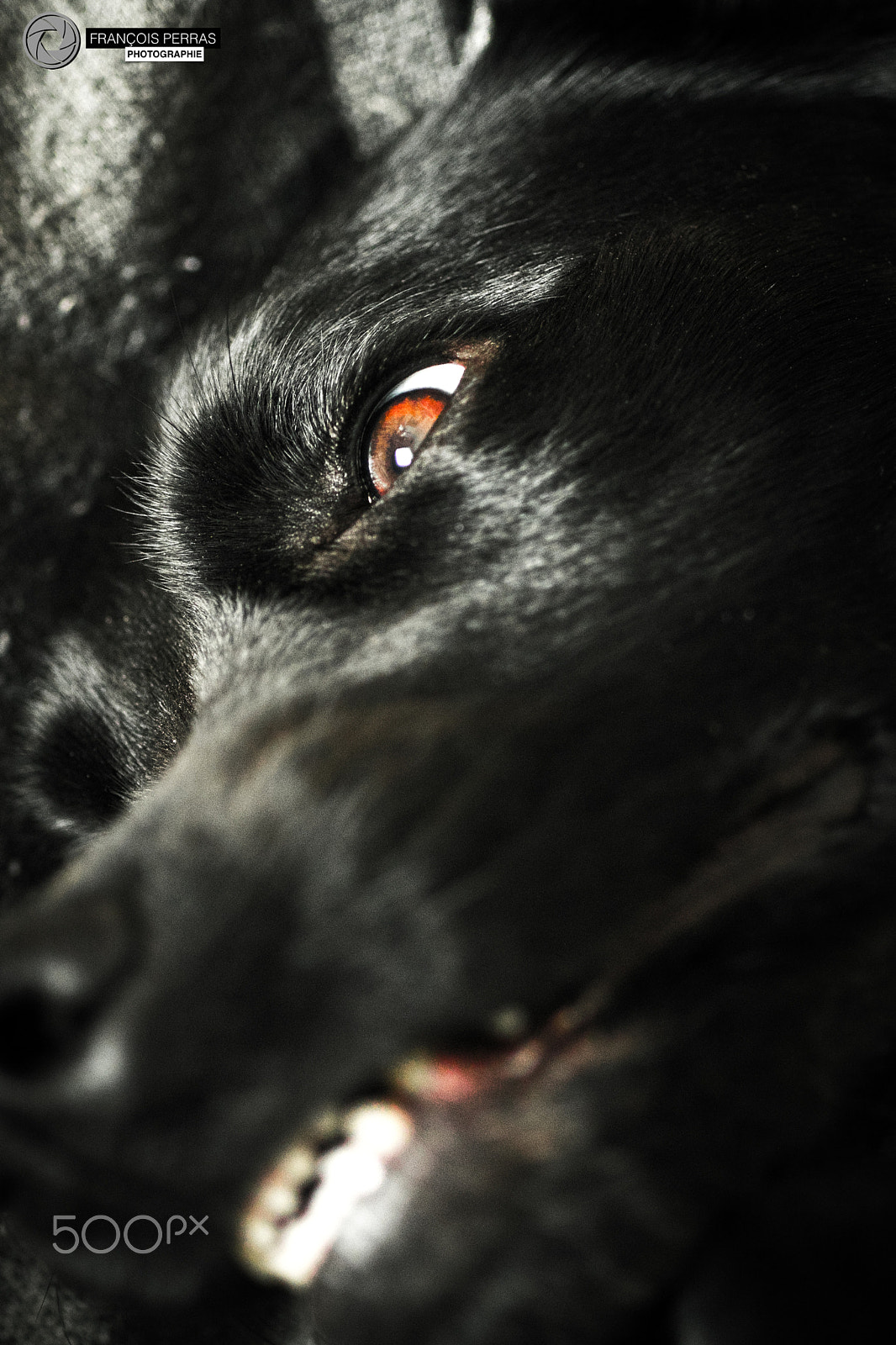 Canon EF 35-80mm f/4-5.6 sample photo. Josephine the fury photography