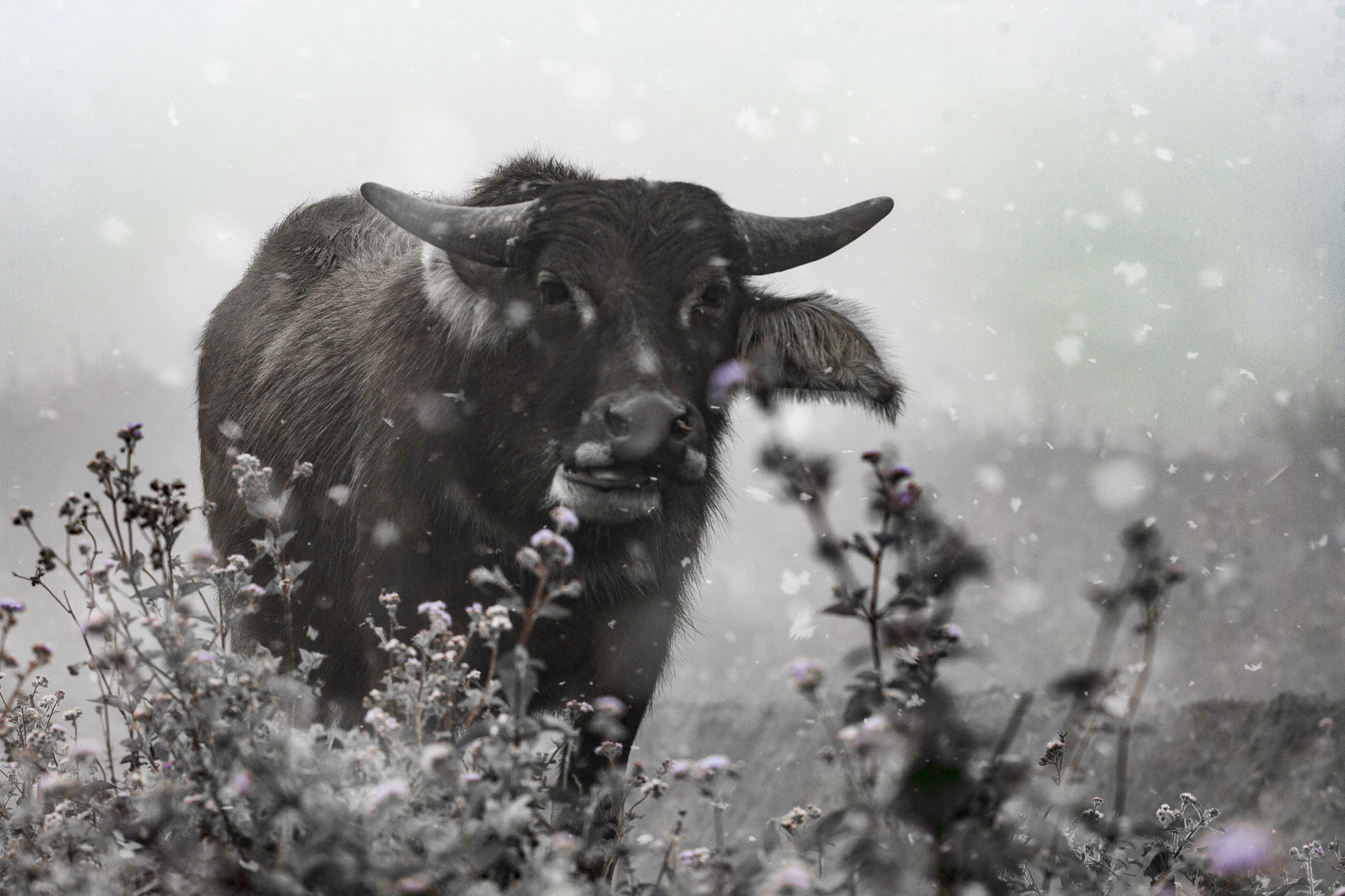 Canon EOS-1D Mark III sample photo. Snow photography