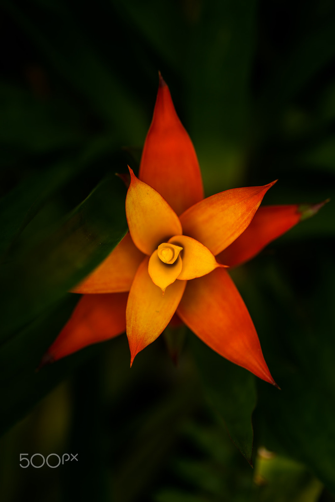 Sony a99 II + Sony 100mm F2.8 Macro sample photo. Orange star photography