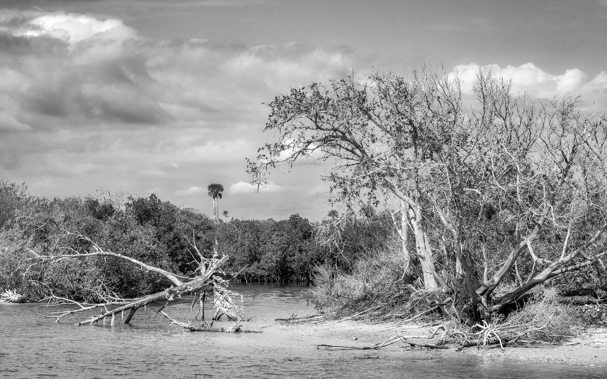 Olympus OM-D E-M10 sample photo. Along indian river north photography