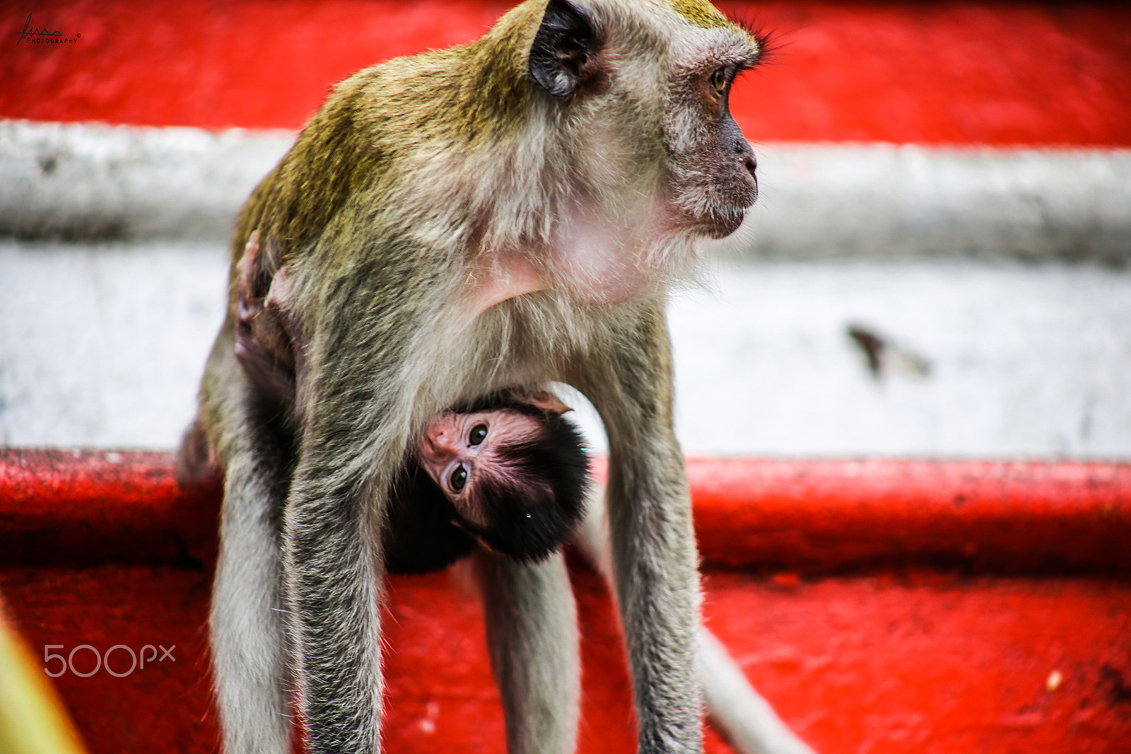 Canon EOS 6D + EF75-300mm f/4-5.6 sample photo. Mothers love photography