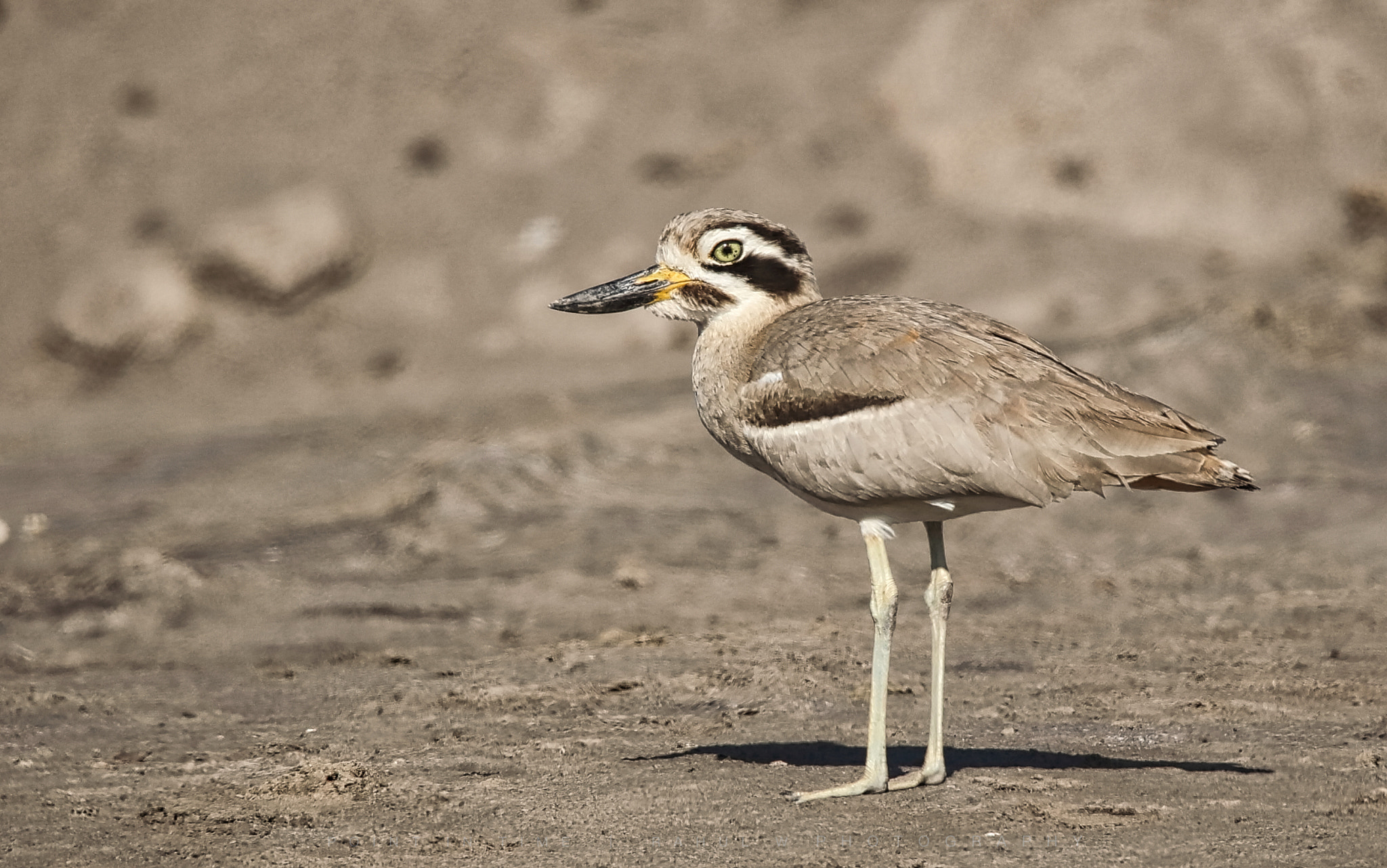 Canon EOS 5DS R + Sigma 150-600mm F5-6.3 DG OS HSM | S sample photo. Thick knee photography