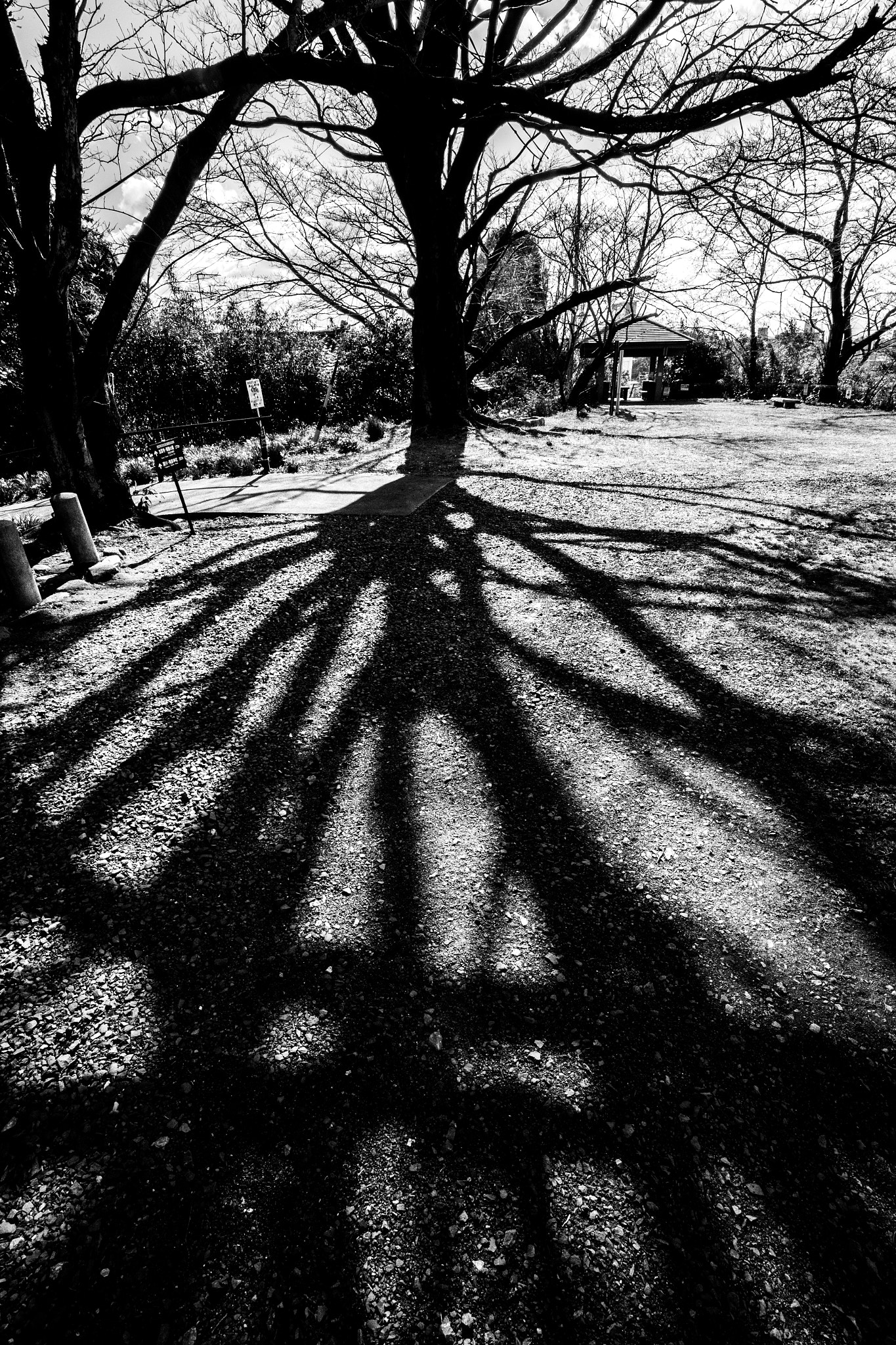 Canon EF 16-35mm F4L IS USM sample photo. Tree photography