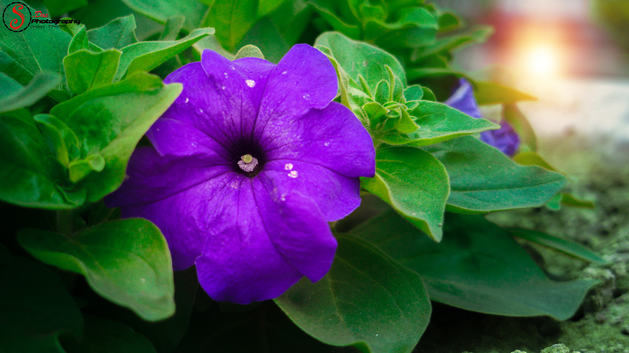E 18-50mm F4-5.6 sample photo. Flower photography