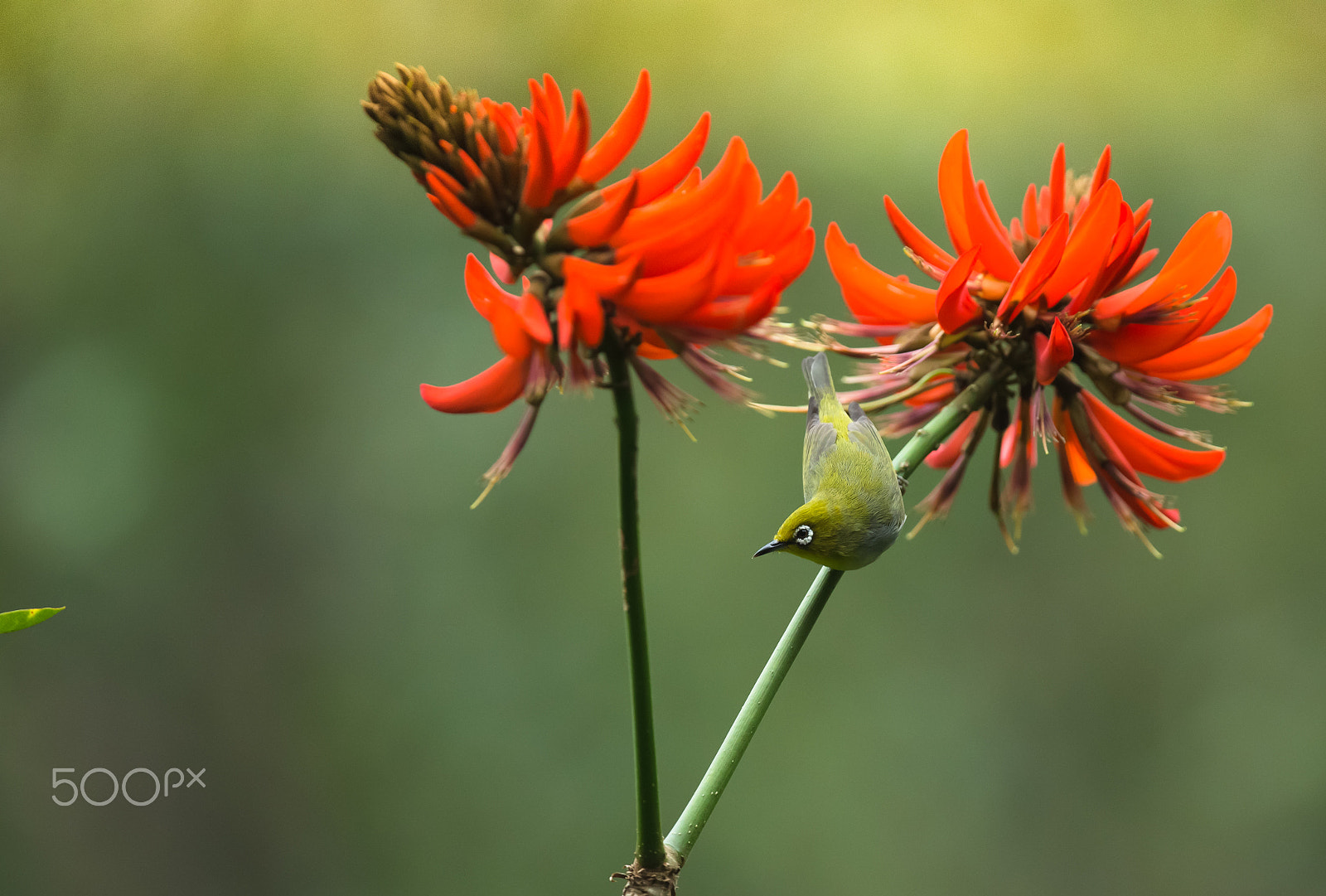 Canon EOS-1D X + Canon EF 300mm F2.8L IS II USM sample photo. Spring photography