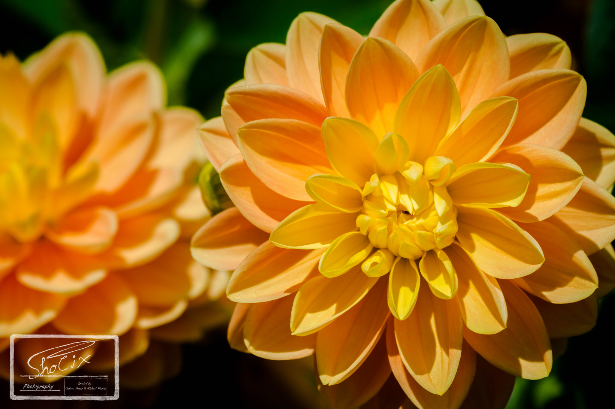 Nikon D3200 sample photo. Orange dahlias photography