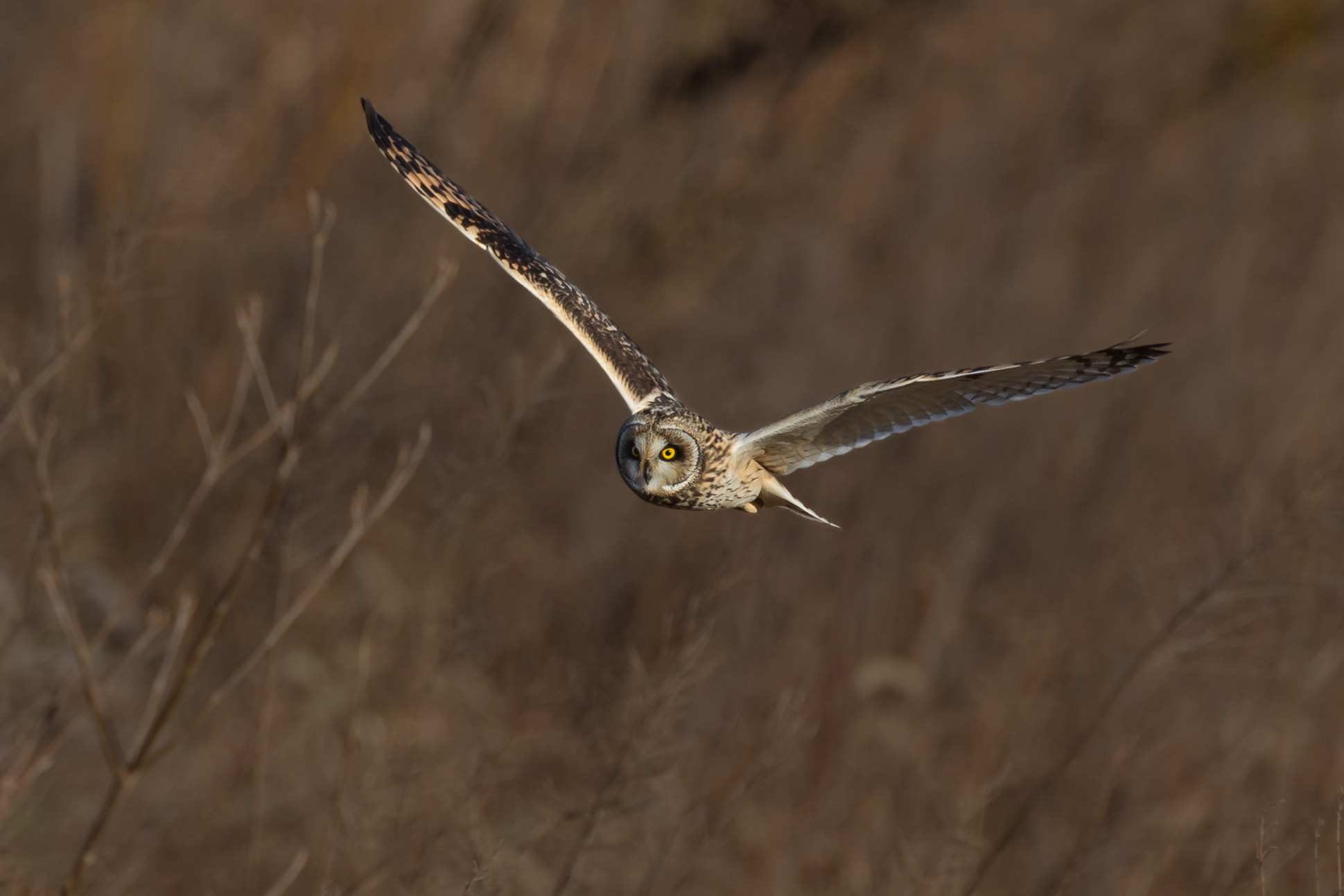 Canon EF 800mm F5.6L IS USM sample photo. コミミズク photography