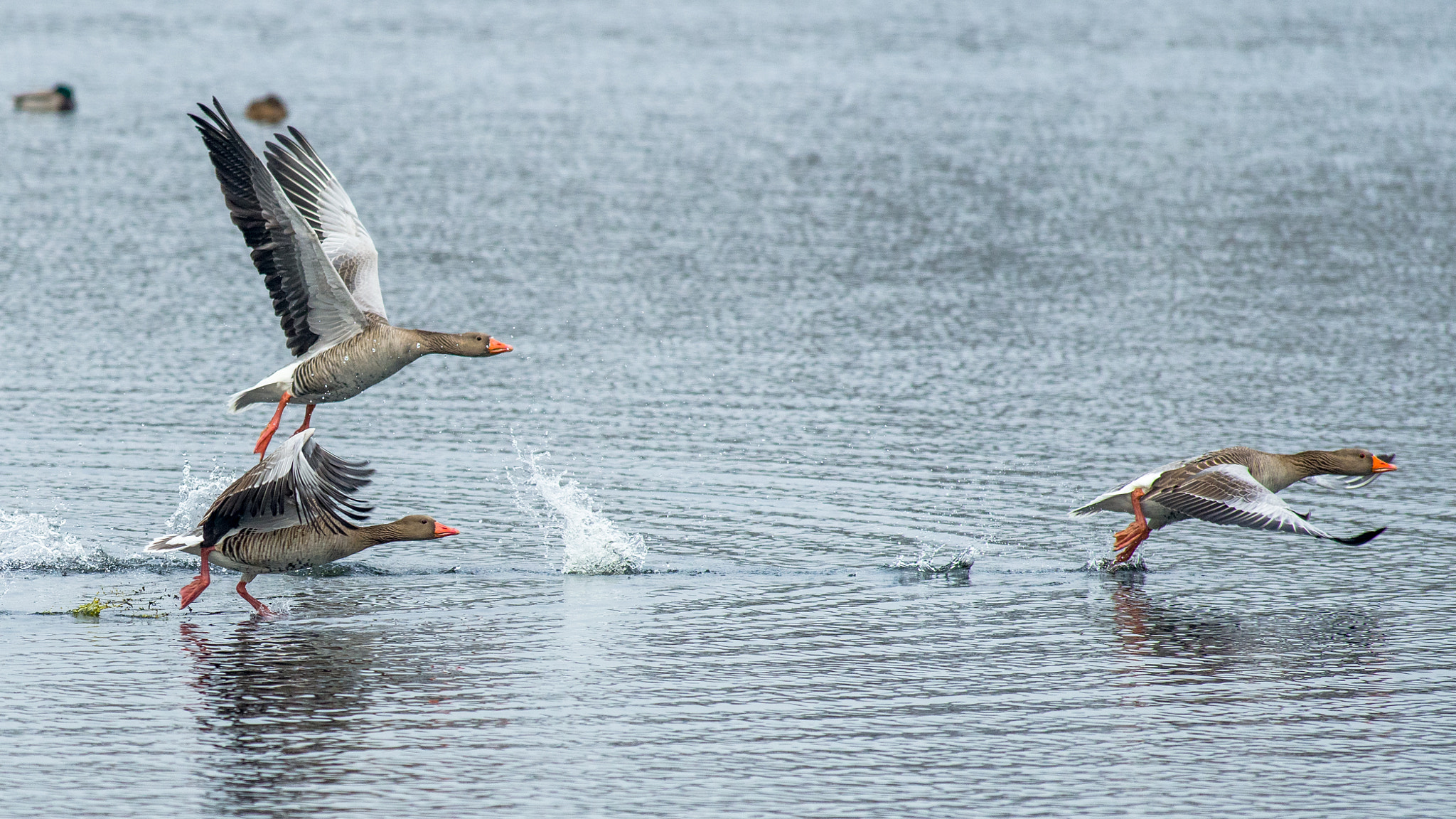 Pentax smc DA* 300mm F4.0 ED (IF) SDM sample photo. Speed photography