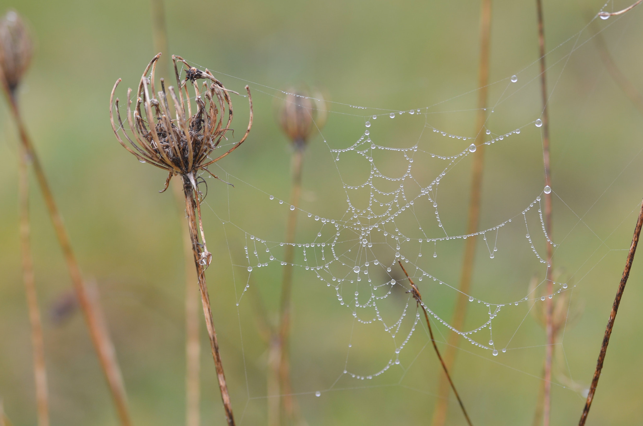 Sigma 105mm F2.8 EX DG OS HSM sample photo. Droplets photography