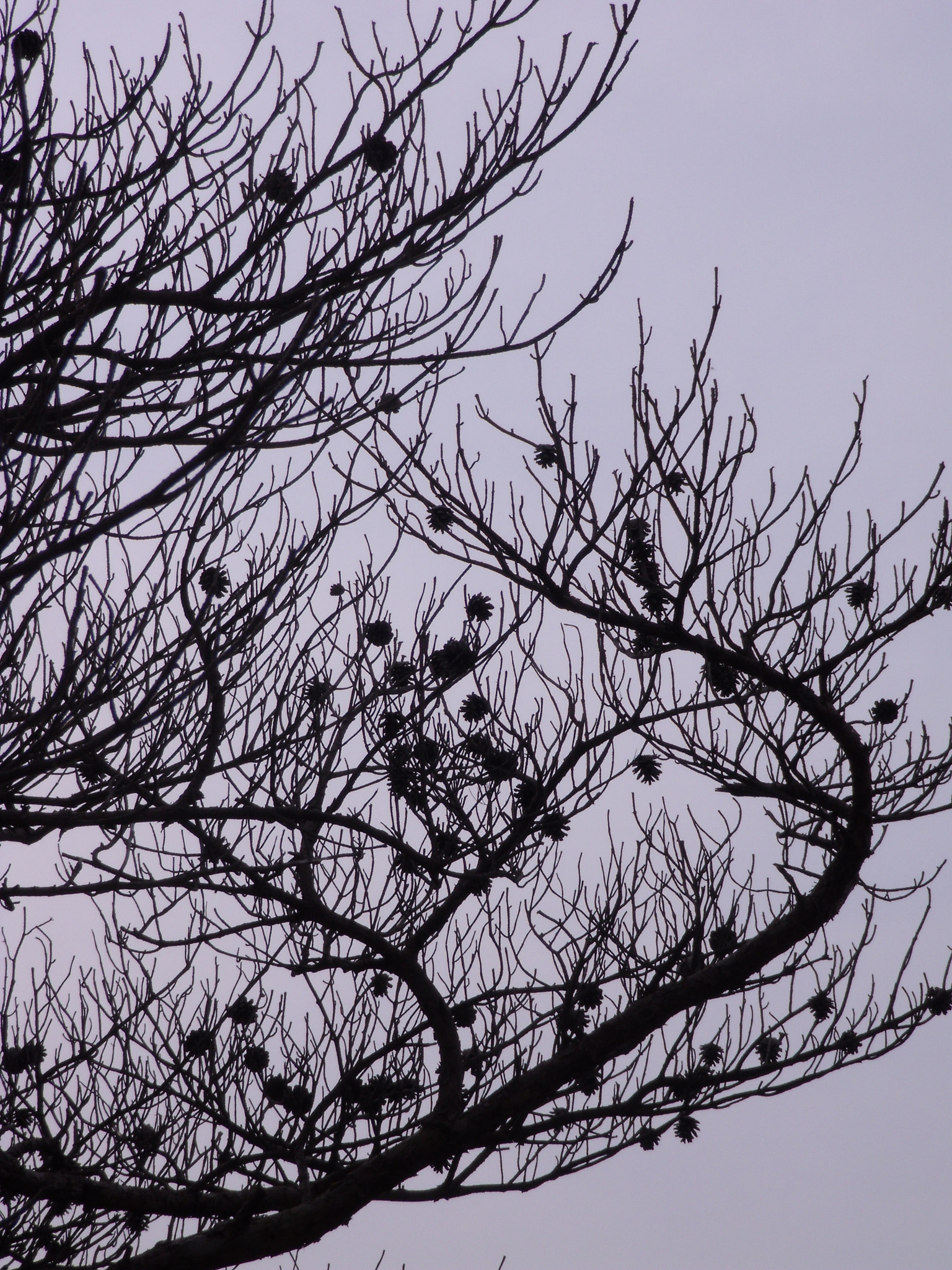 Fujifilm FinePix J110W sample photo. A dead pine tree photography