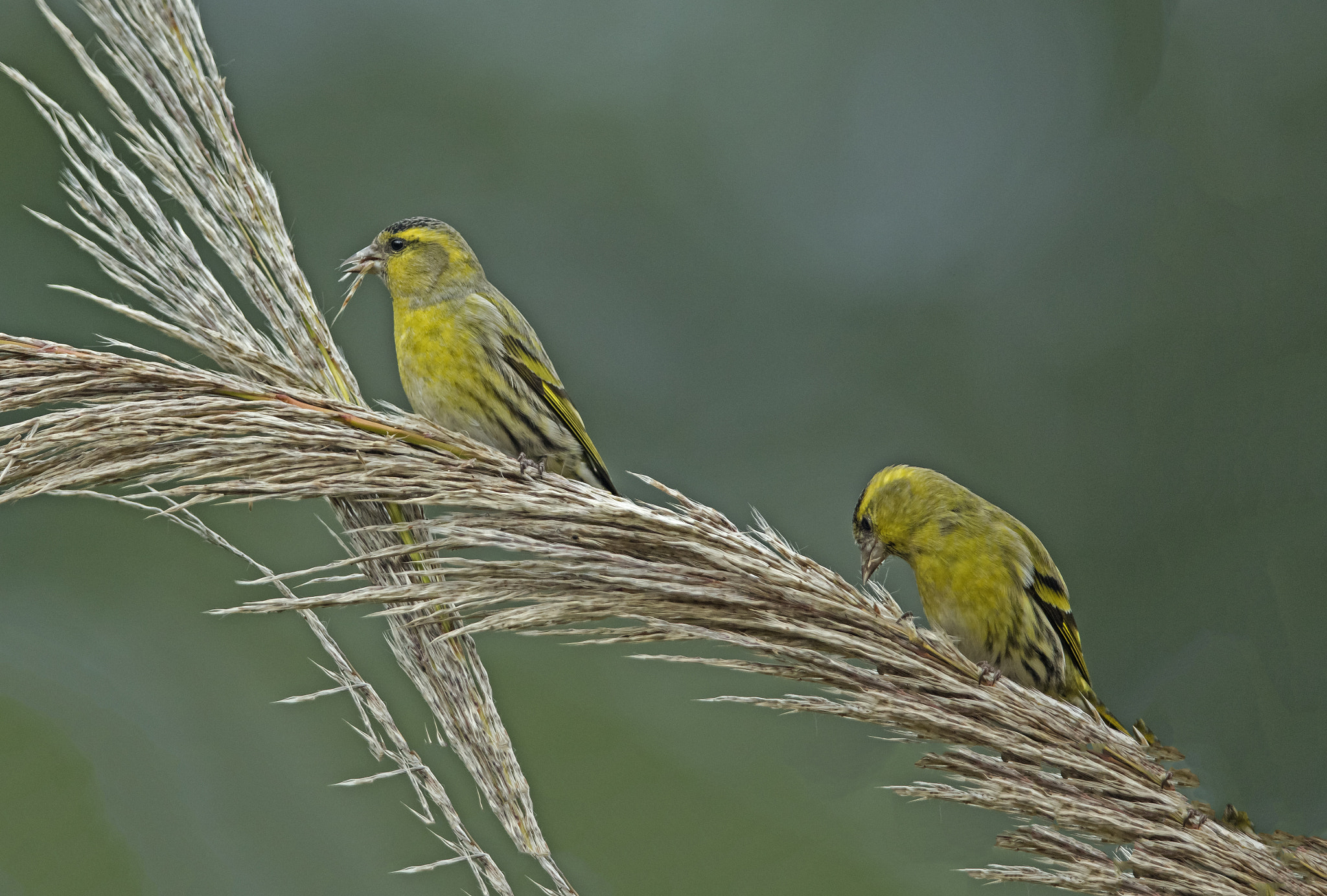 Canon EF 400mm F2.8L IS II USM sample photo