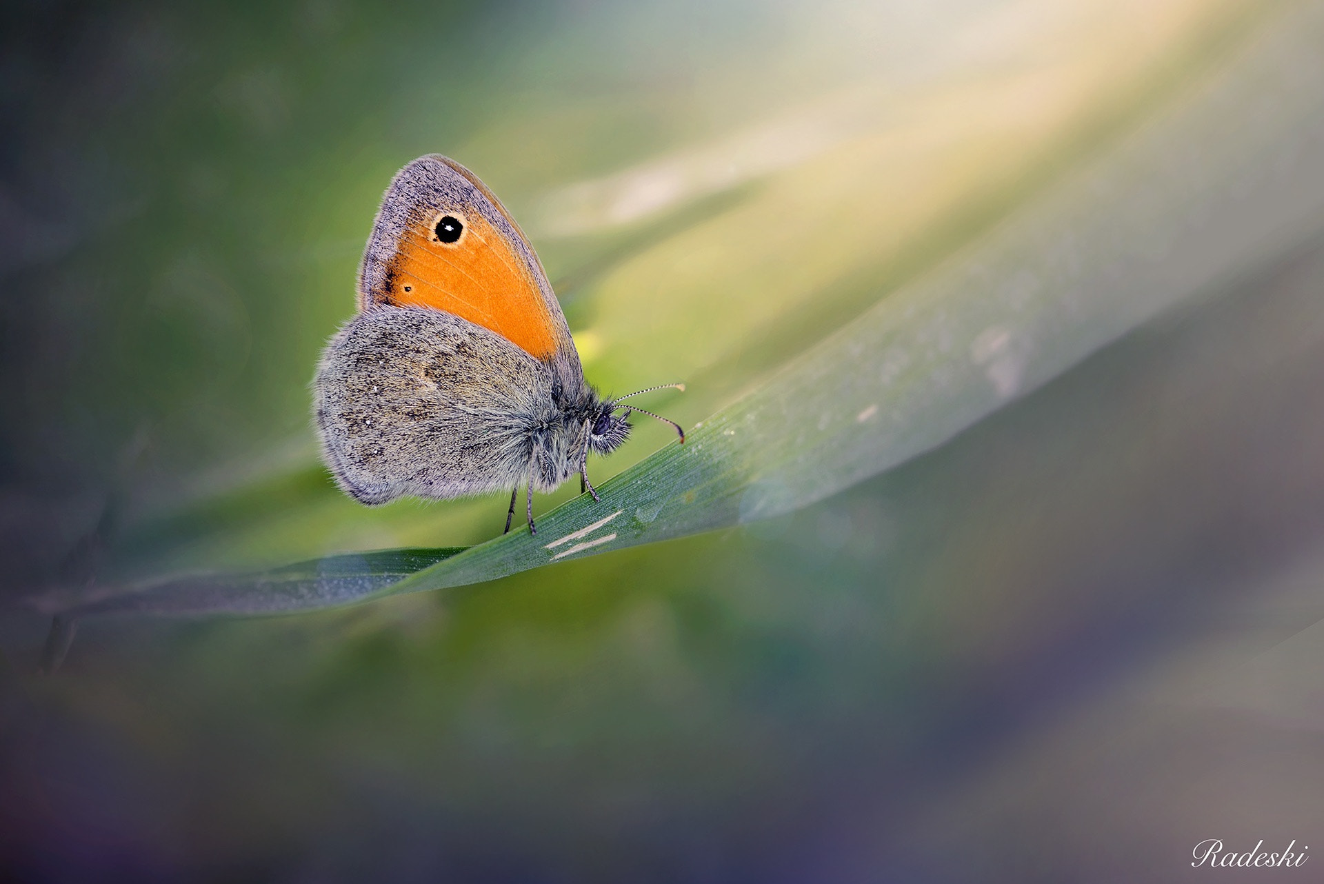 Nikon D800E + AF Micro-Nikkor 105mm f/2.8 sample photo. Summer memories photography
