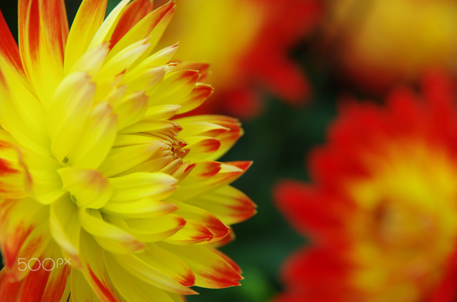 Pentax K-5 sample photo. Bokeh, okay? photography