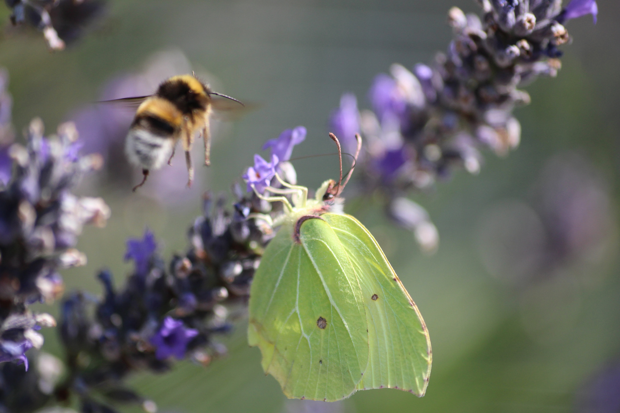 Sigma 70-300mm F4-5.6 APO DG Macro sample photo. Schmetterling und hummel photography