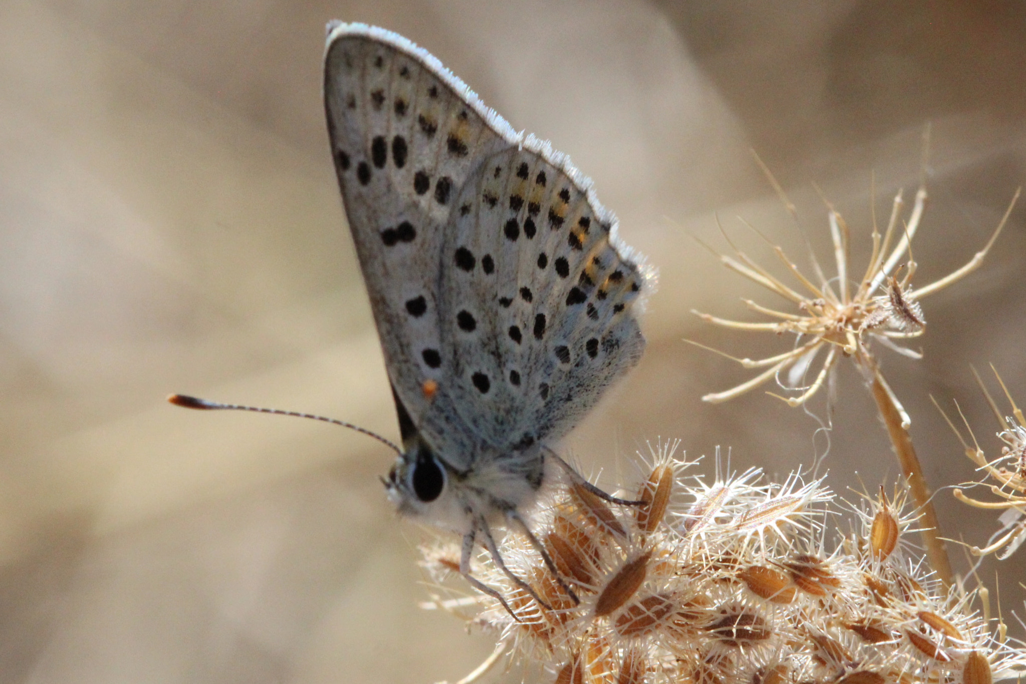 Canon EF 100mm F2.8 Macro USM sample photo. Ceraunus blue butterfly photography