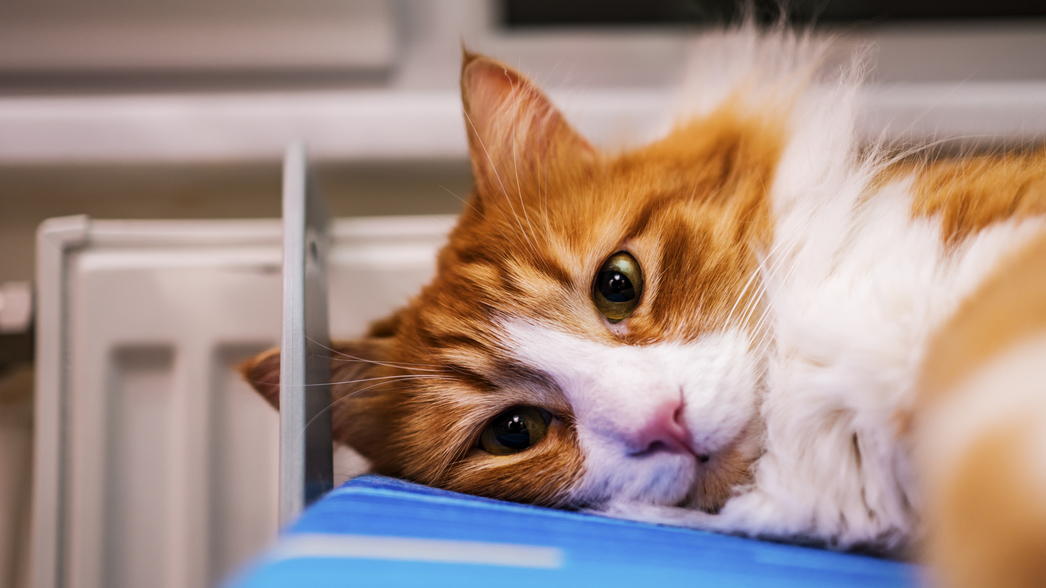 Sony a6300 + Sony Sonnar T* E 24mm F1.8 ZA sample photo. Sleepy tabby photography