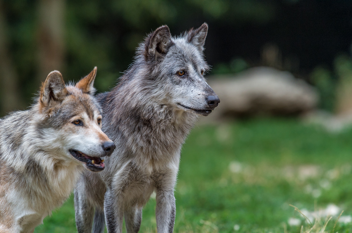 Nikon AF-S Nikkor 400mm F2.8G ED VR II sample photo. Wolf photography