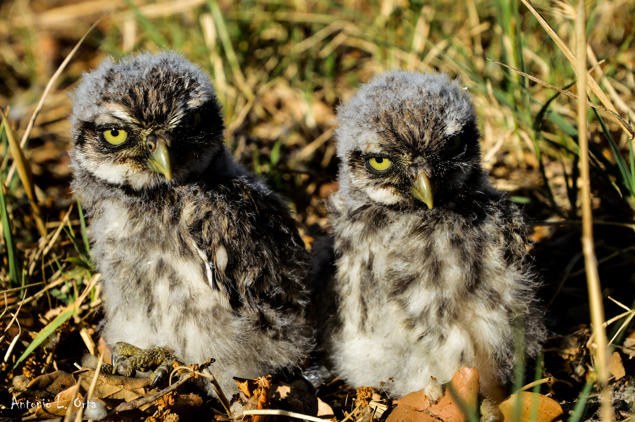 Nikon D3200 sample photo. Athene noctua! photography