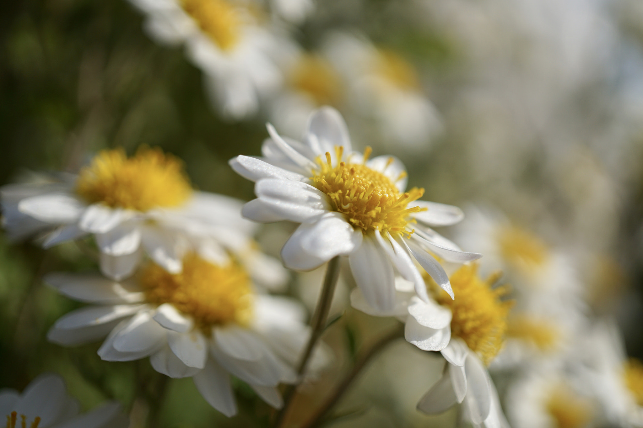 Sony a6000 + Sony E 30mm F3.5 sample photo. ☆*:.｡wind whispers｡.:*☆ photography