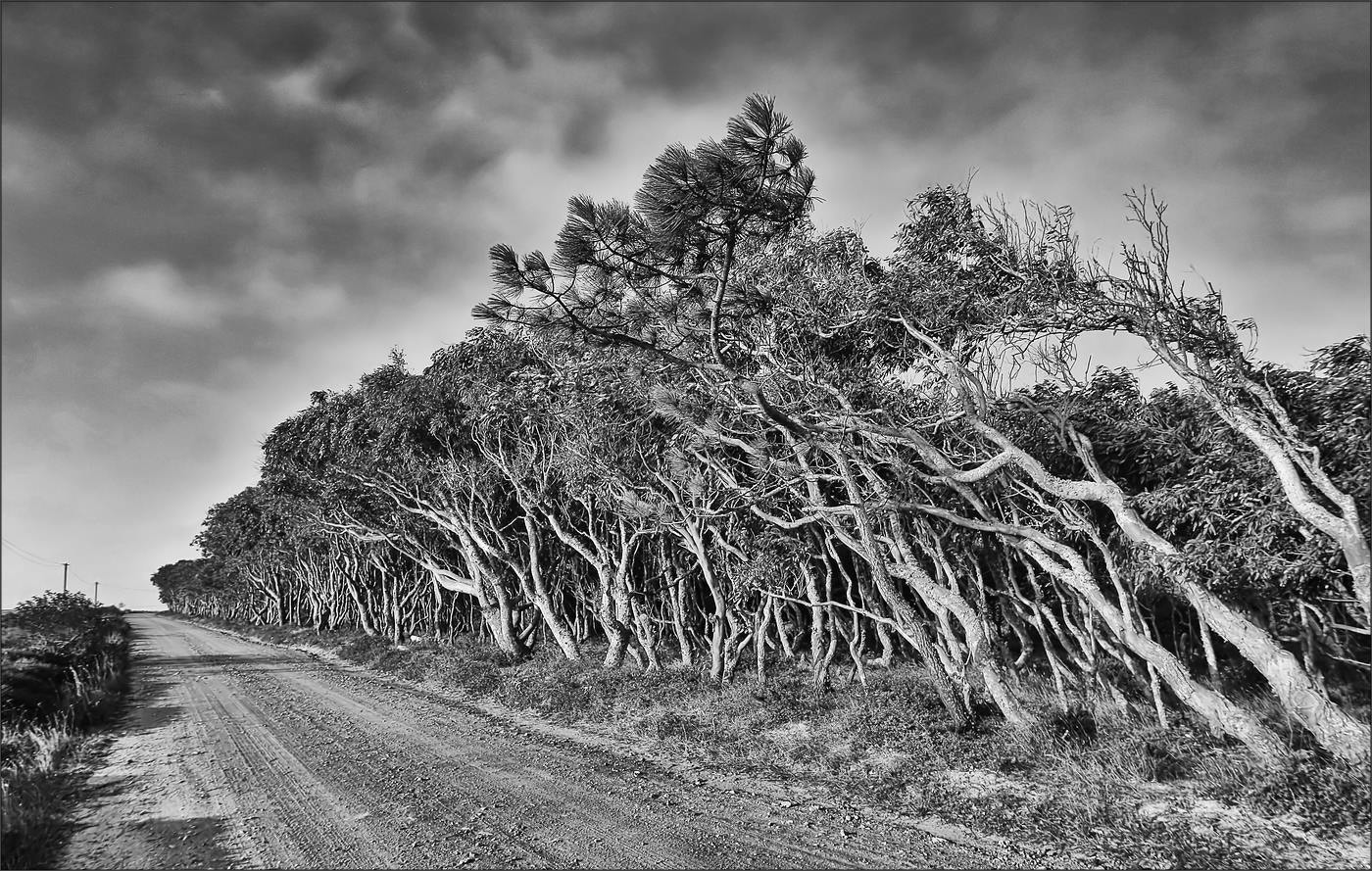 Tokina AT-X Pro 12-24mm F4 (IF) DX sample photo. * country road * photography