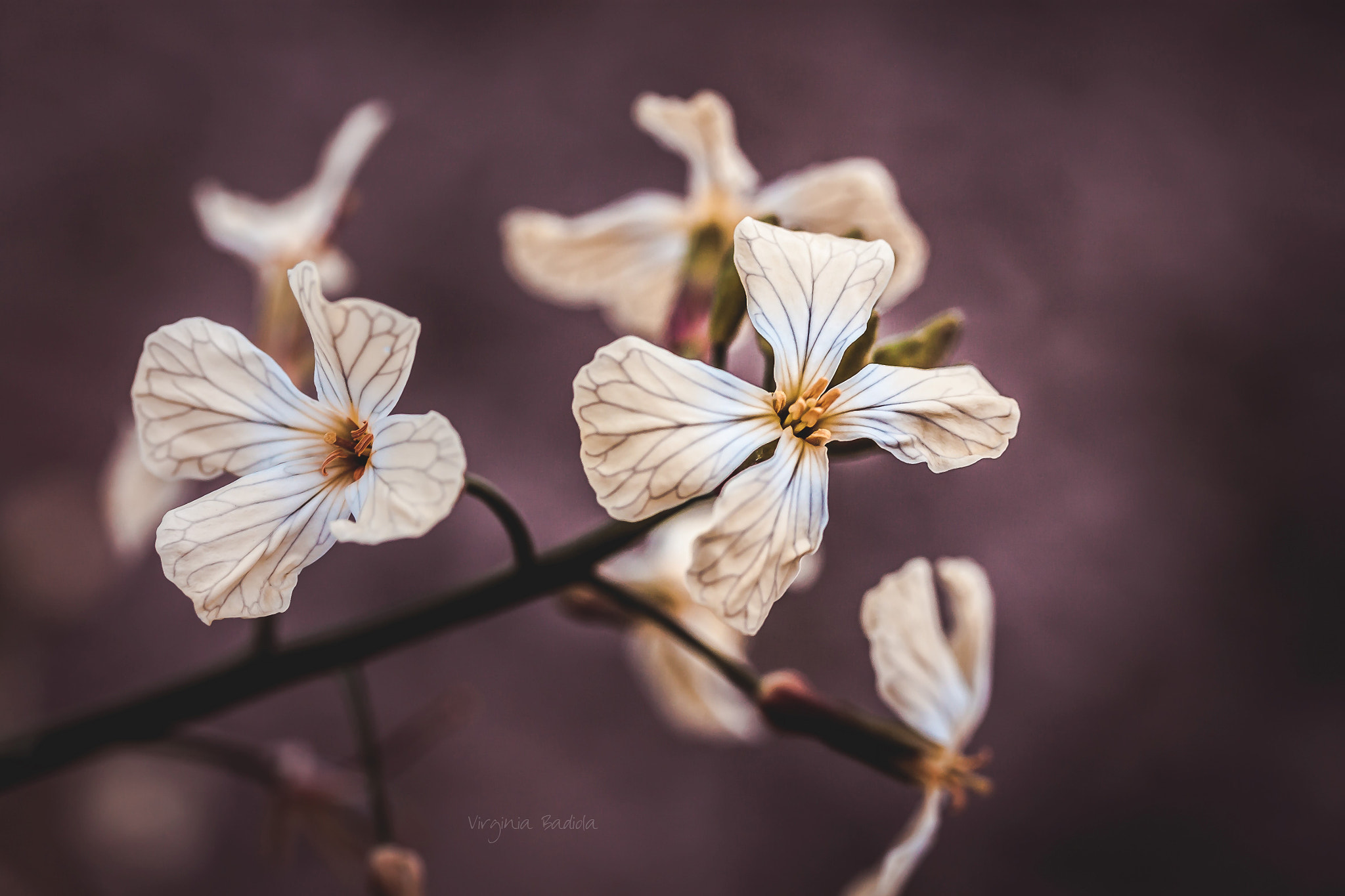 Canon EF-S 60mm F2.8 Macro USM sample photo. *** photography
