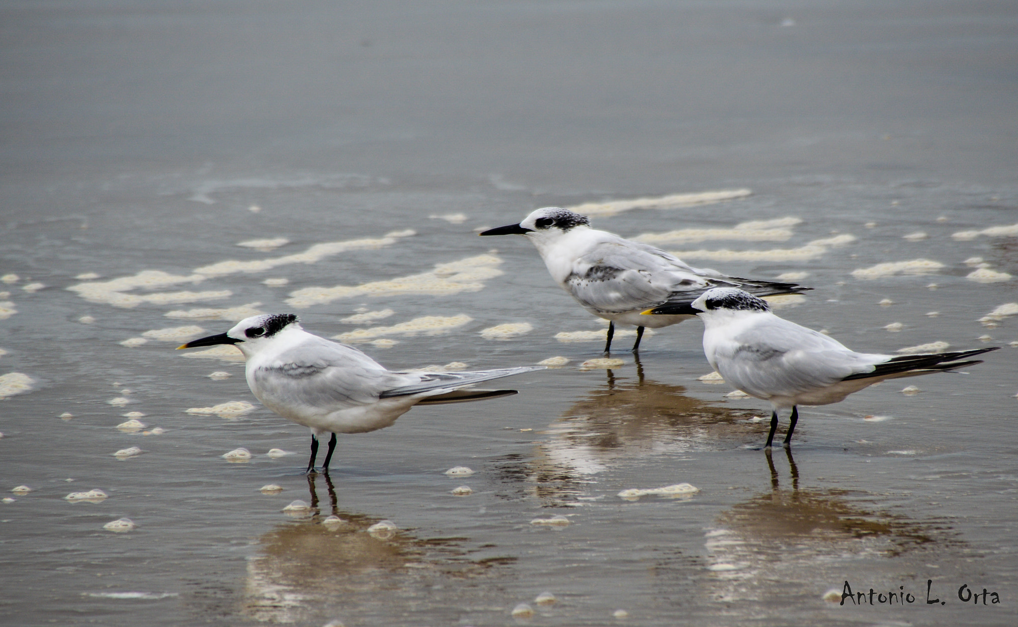 Nikon D3200 sample photo. Patinegros mirando al horizonte photography