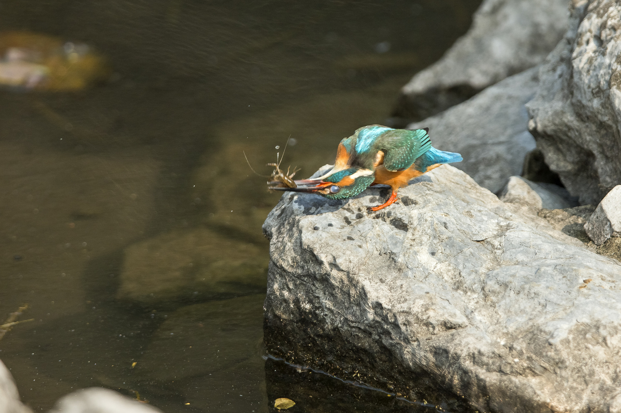 Canon EF 400mm F2.8L IS II USM sample photo. 翠鸟吃龙虾 photography