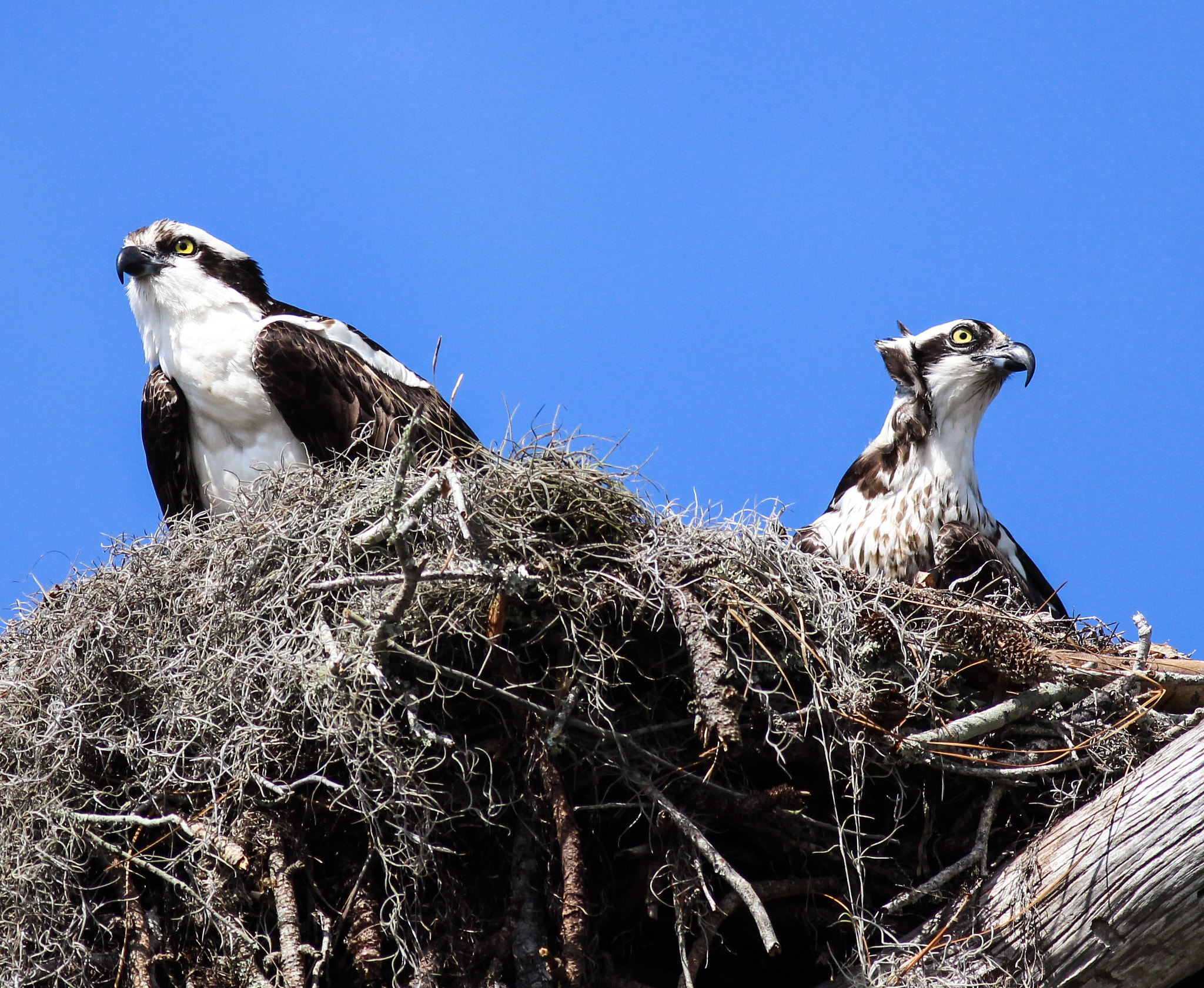 Canon EOS 600D (Rebel EOS T3i / EOS Kiss X5) + Canon EF 400mm F5.6L USM sample photo. Osprey nest photography