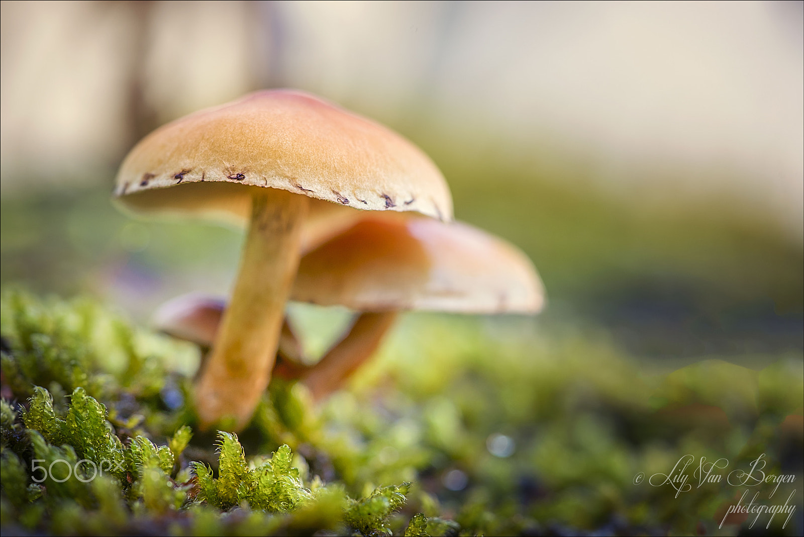 Sigma 150mm F2.8 EX DG Macro HSM sample photo. On a bed of moss. photography