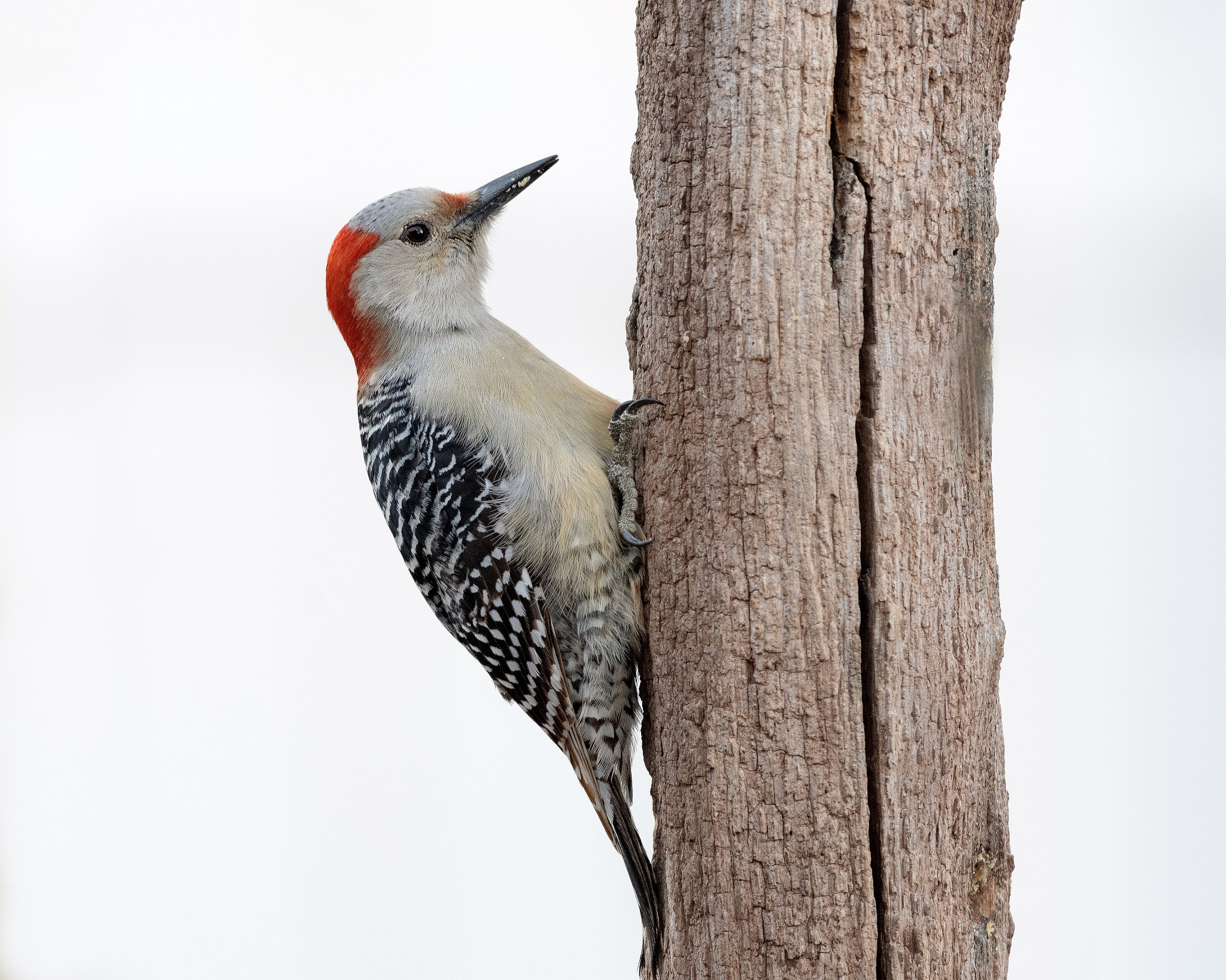 Nikon AF-S Nikkor 500mm F4D ED-IF II sample photo. Looking for food photography