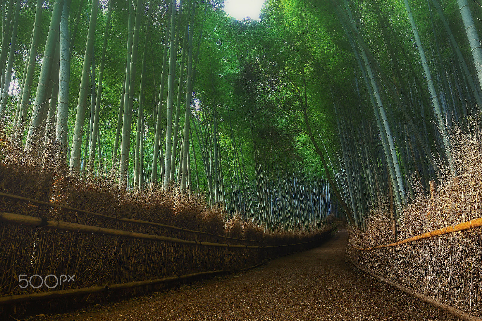 Canon EF 16-35mm F4L IS USM sample photo. Bamboo grove of arashiyama photography