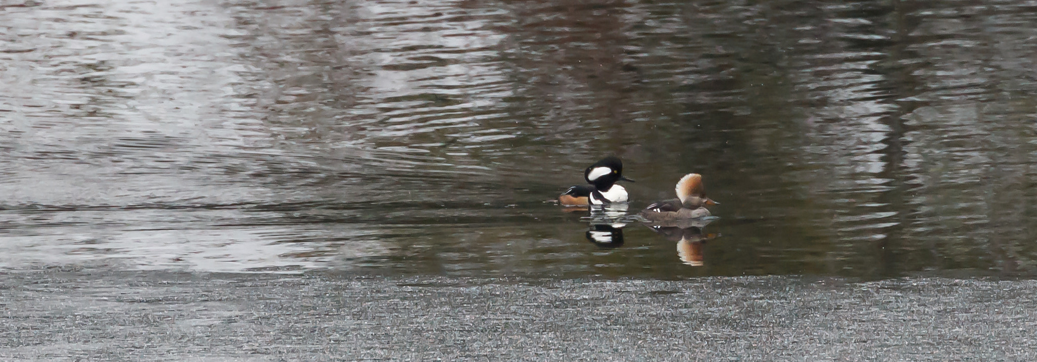 Canon EF 70-300mm F4-5.6L IS USM sample photo. Reflected mergansers photography