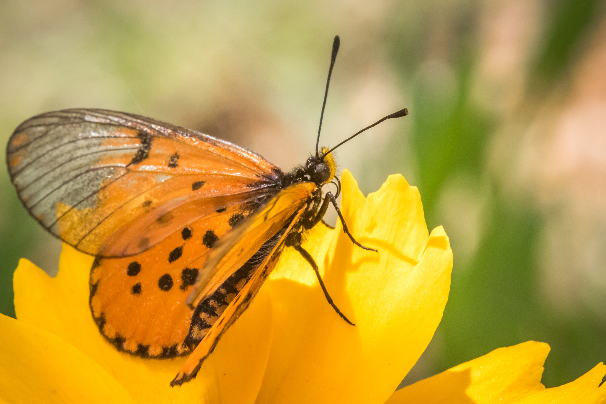 Canon EF 100mm F2.8 Macro USM sample photo. Orange on yellow photography