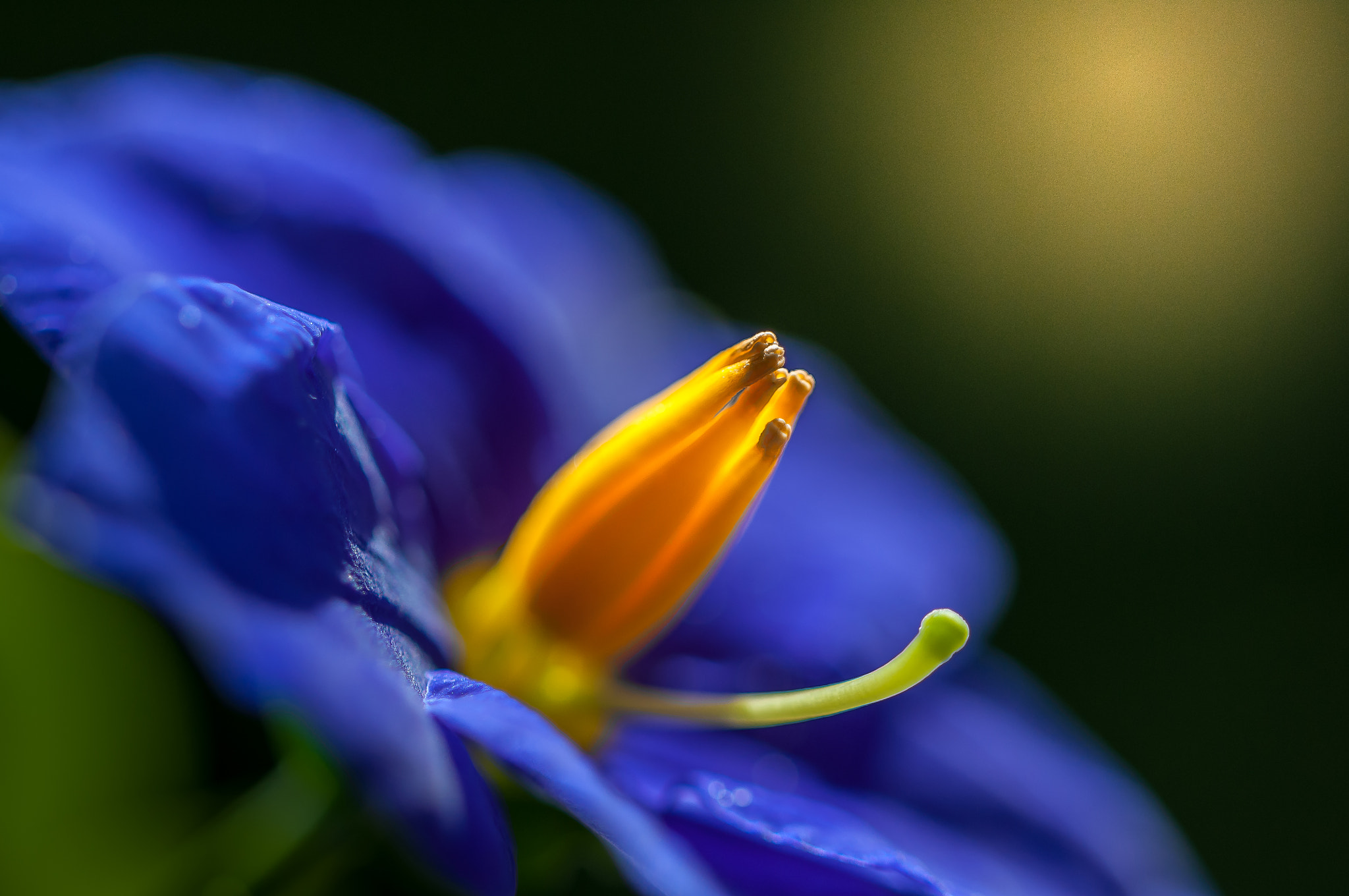 Sigma 105mm F2.8 EX DG OS HSM sample photo. Blue-yellow photography