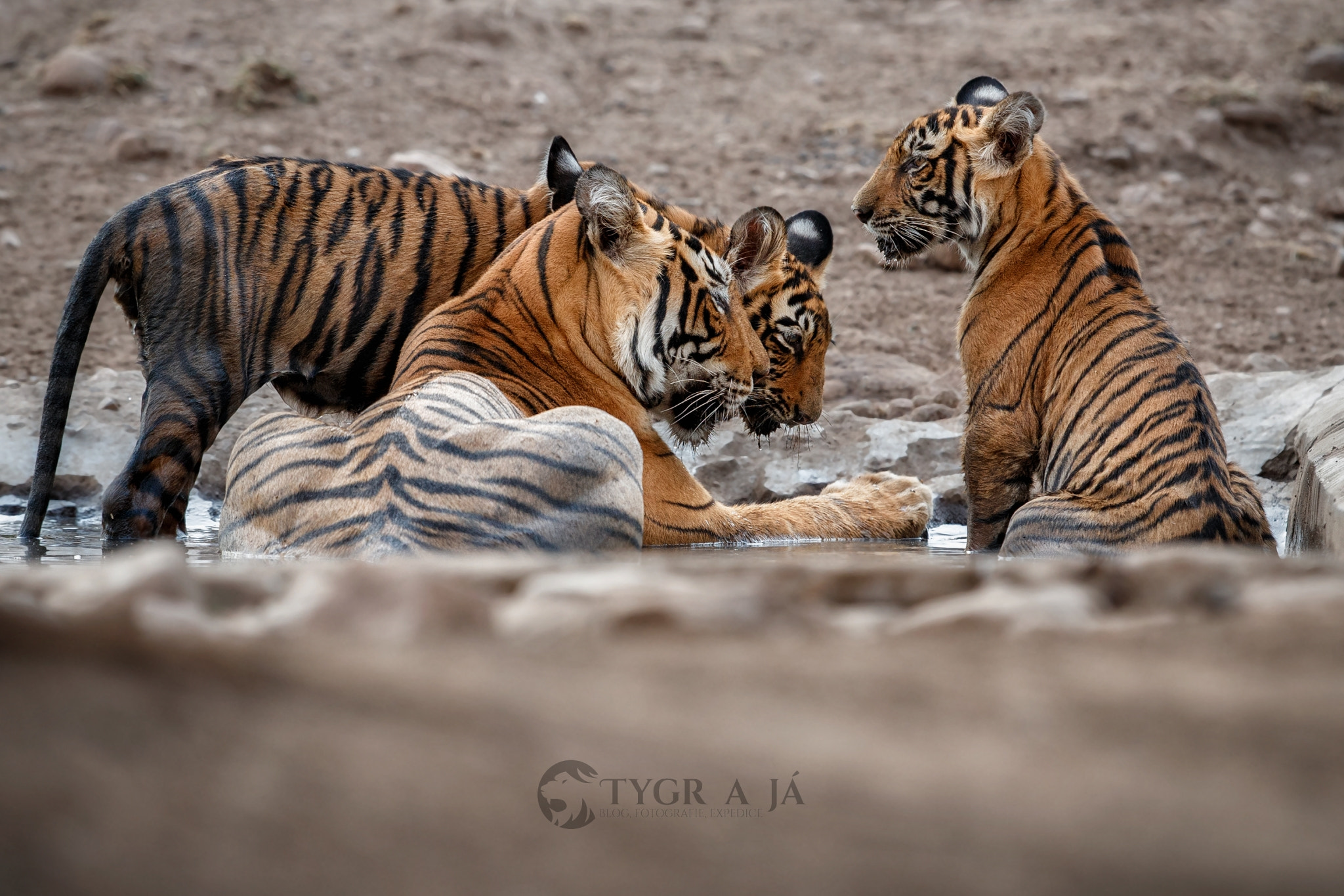 Canon EF 300mm F2.8L IS II USM sample photo. The three musketeers photography