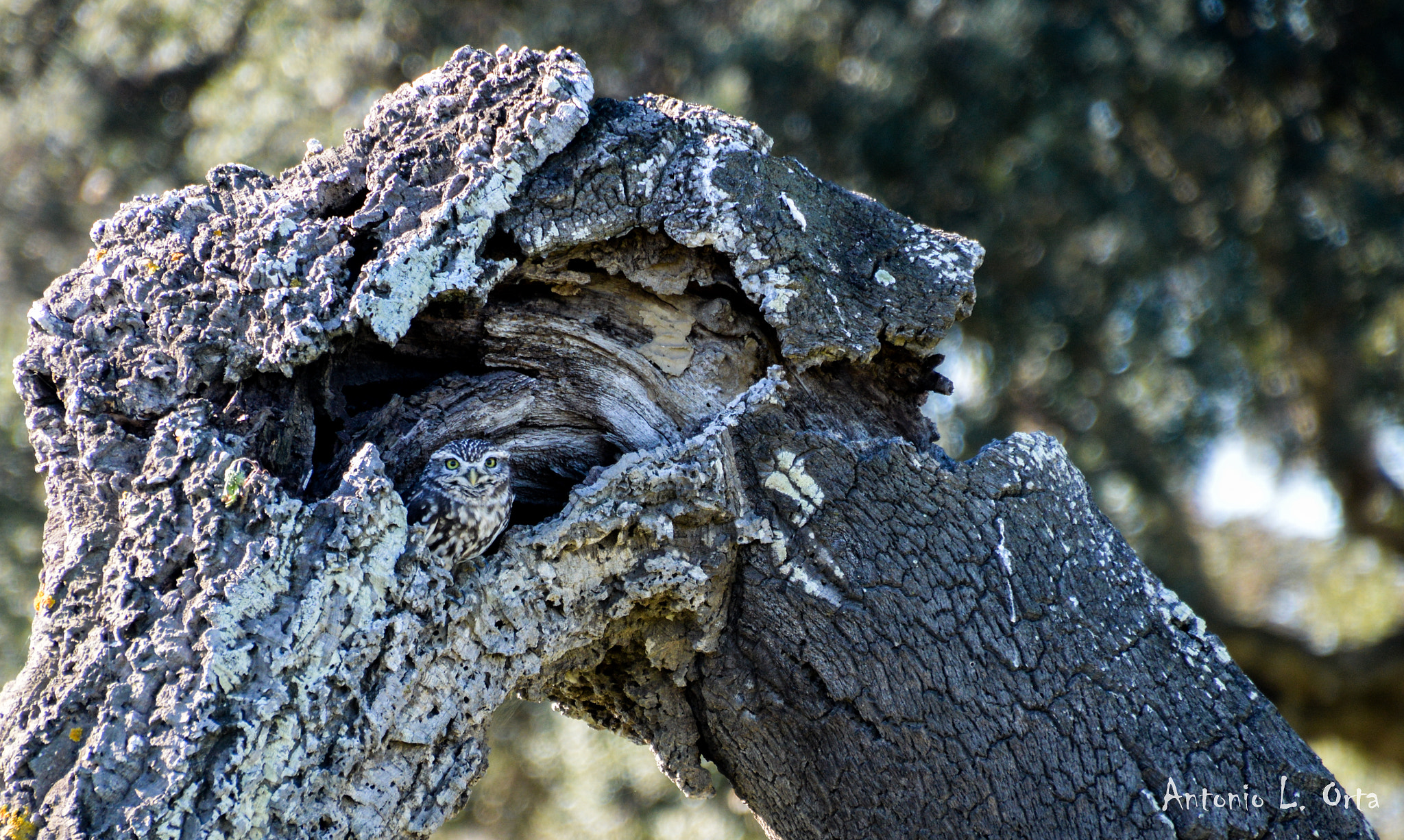 Nikon D3200 sample photo. Mimetizado! photography
