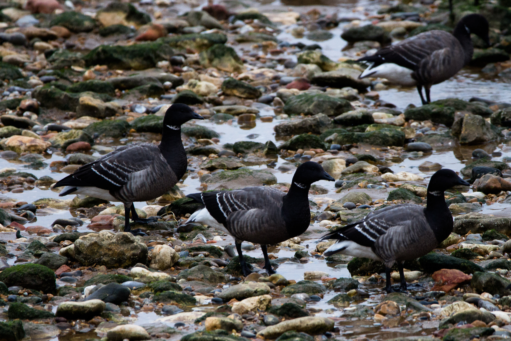150-600mm F5-6.3 DG OS HSM | Contemporary 015 sample photo. Brent geese photography
