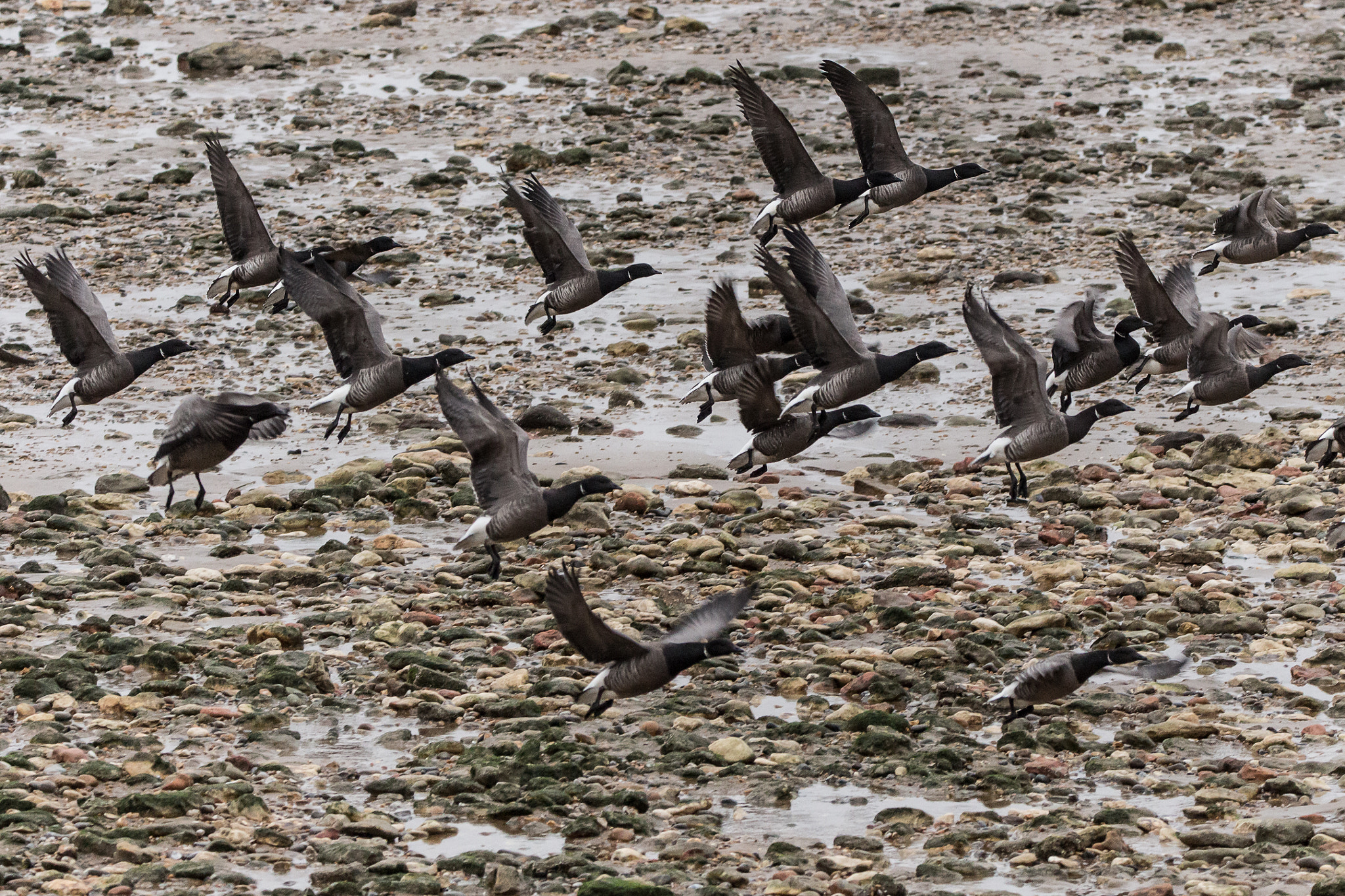 150-600mm F5-6.3 DG OS HSM | Contemporary 015 sample photo. Brent geese lifting into the sky photography