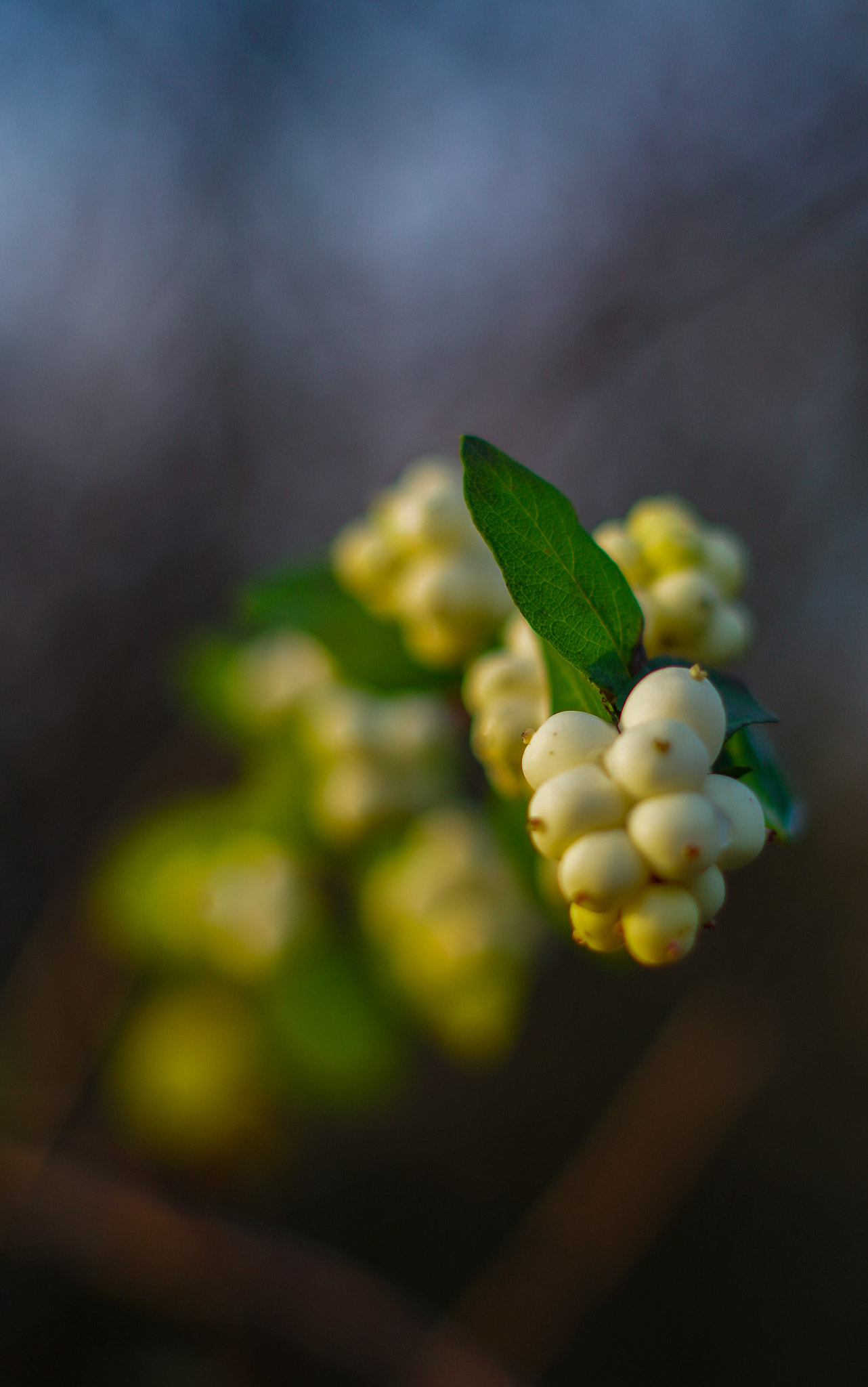 Pentax K-30 sample photo. Common snowberry photography