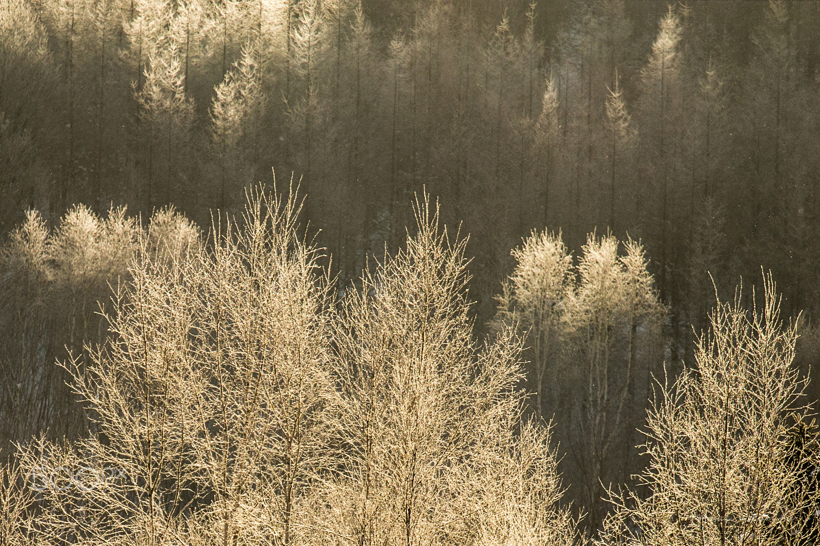 Canon EF 70-200mm F4L IS USM sample photo. Even if i dream photography