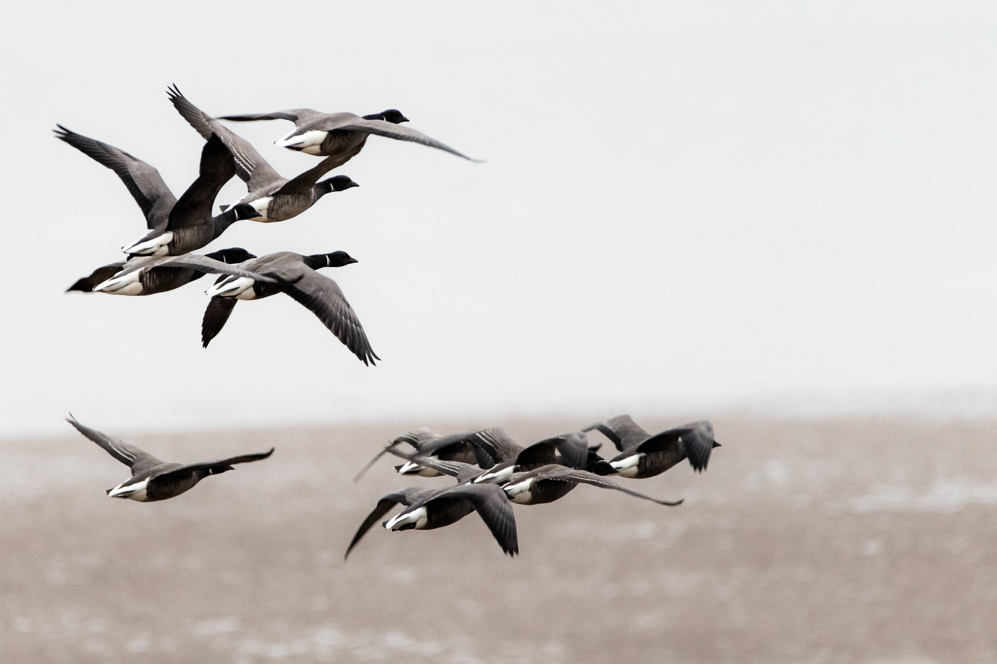 150-600mm F5-6.3 DG OS HSM | Contemporary 015 sample photo. Brent geese flying photography