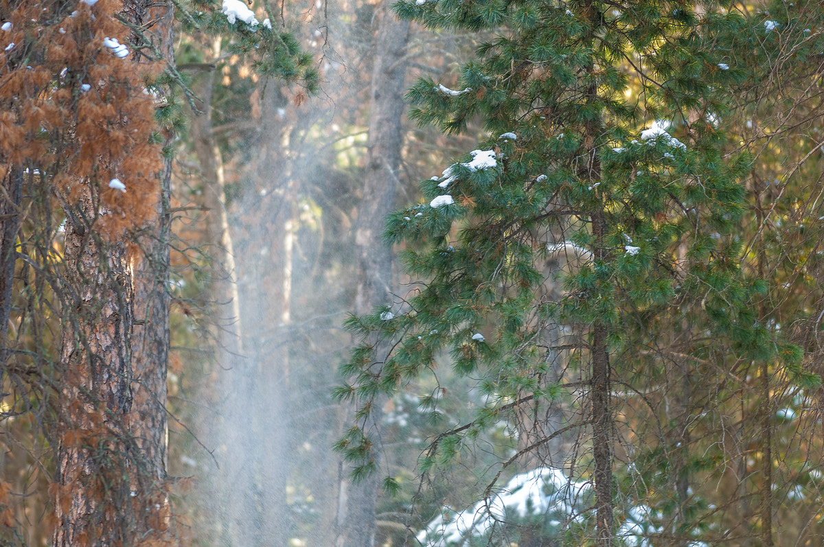 Nikon D2X sample photo. In the forest photography