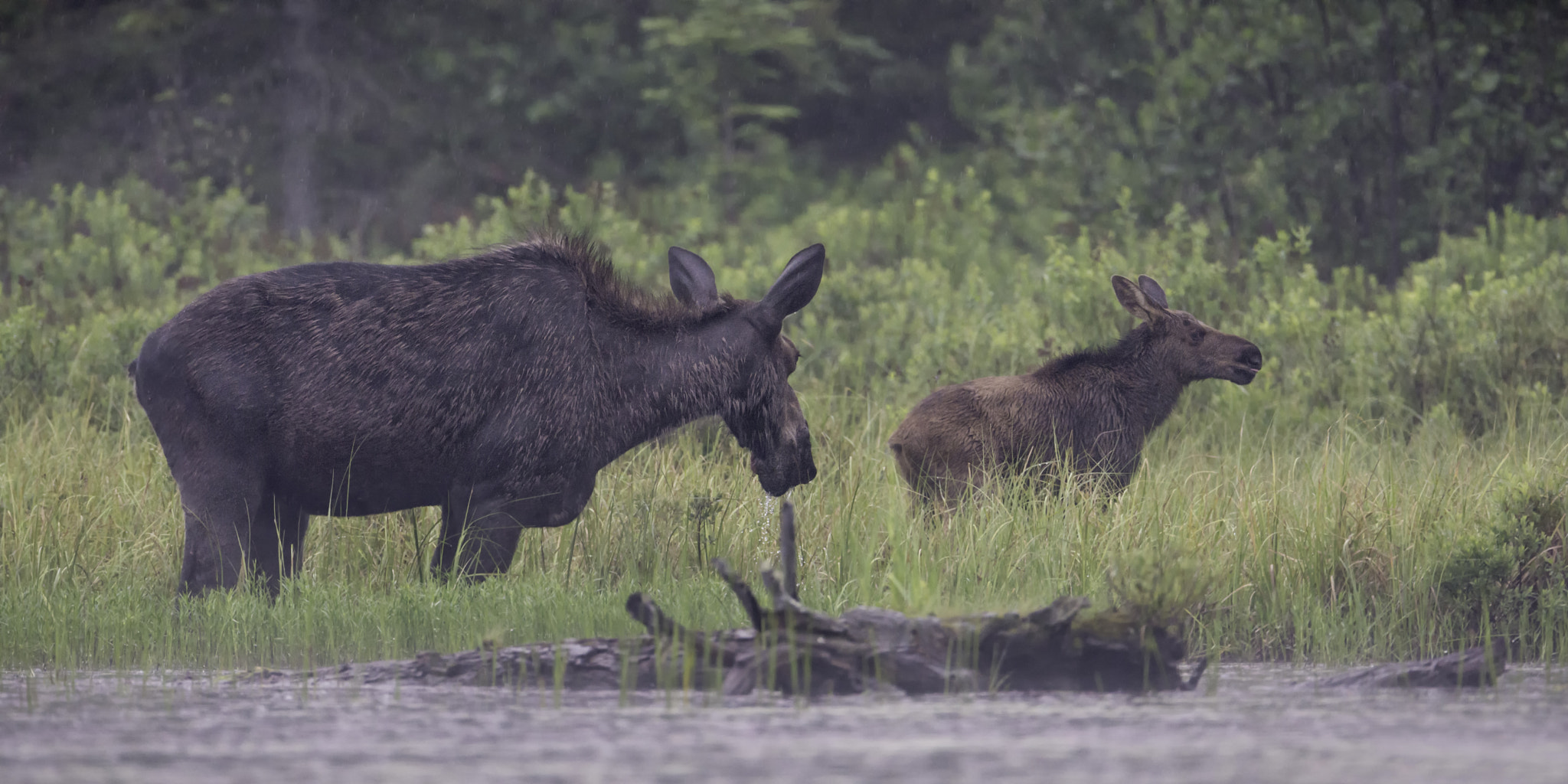 Nikon AF-S Nikkor 600mm F4G ED VR sample photo. Mother moose and calf... photography