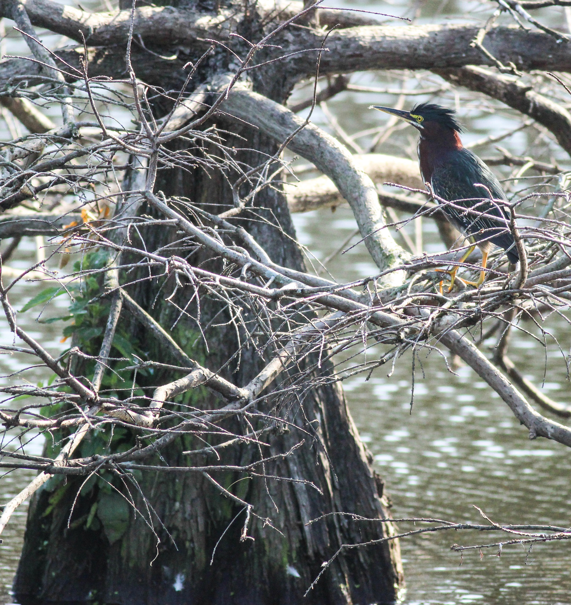 Canon EOS 600D (Rebel EOS T3i / EOS Kiss X5) + Canon EF 400mm F5.6L USM sample photo. Beautiful green photography